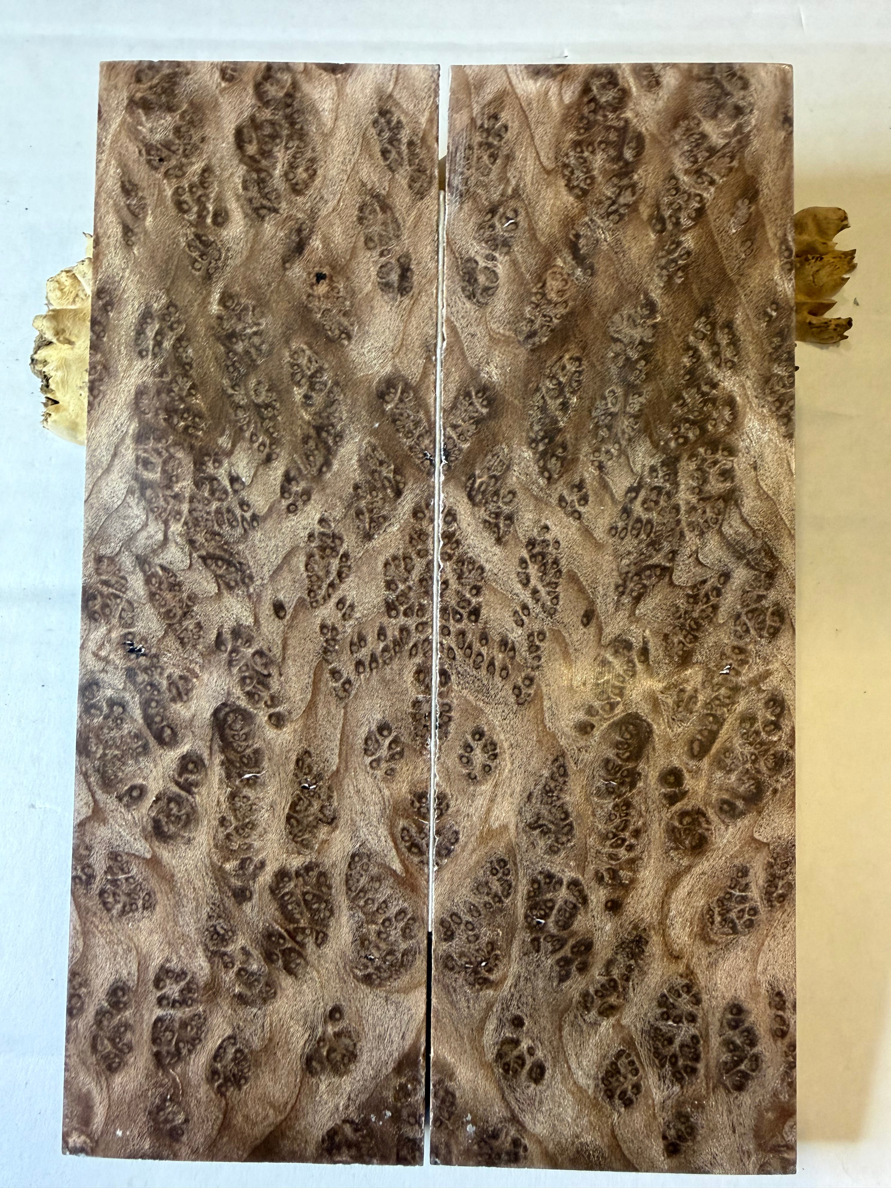 Redwood Burl | #0558