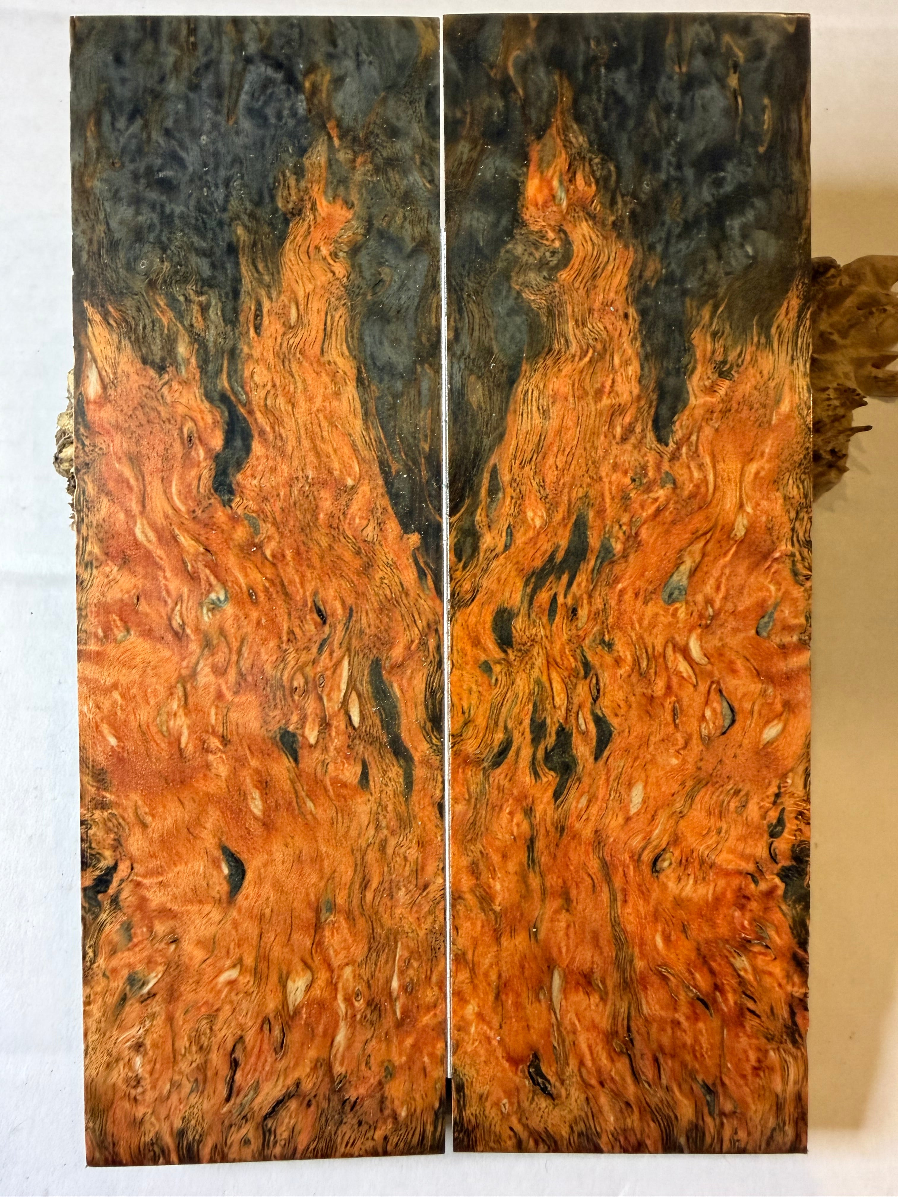 Karelian Birch |#0541