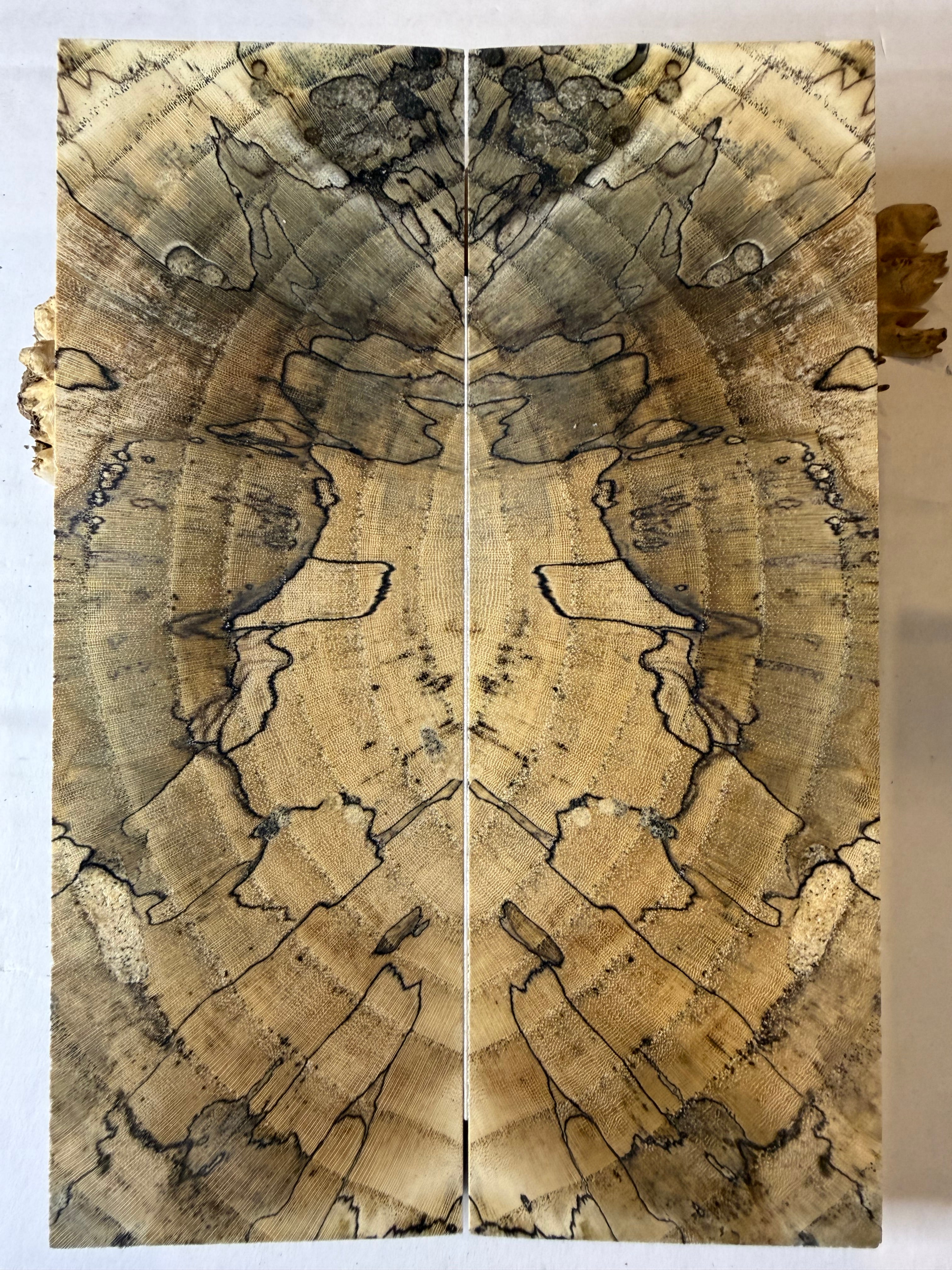 Hackberry | #0563