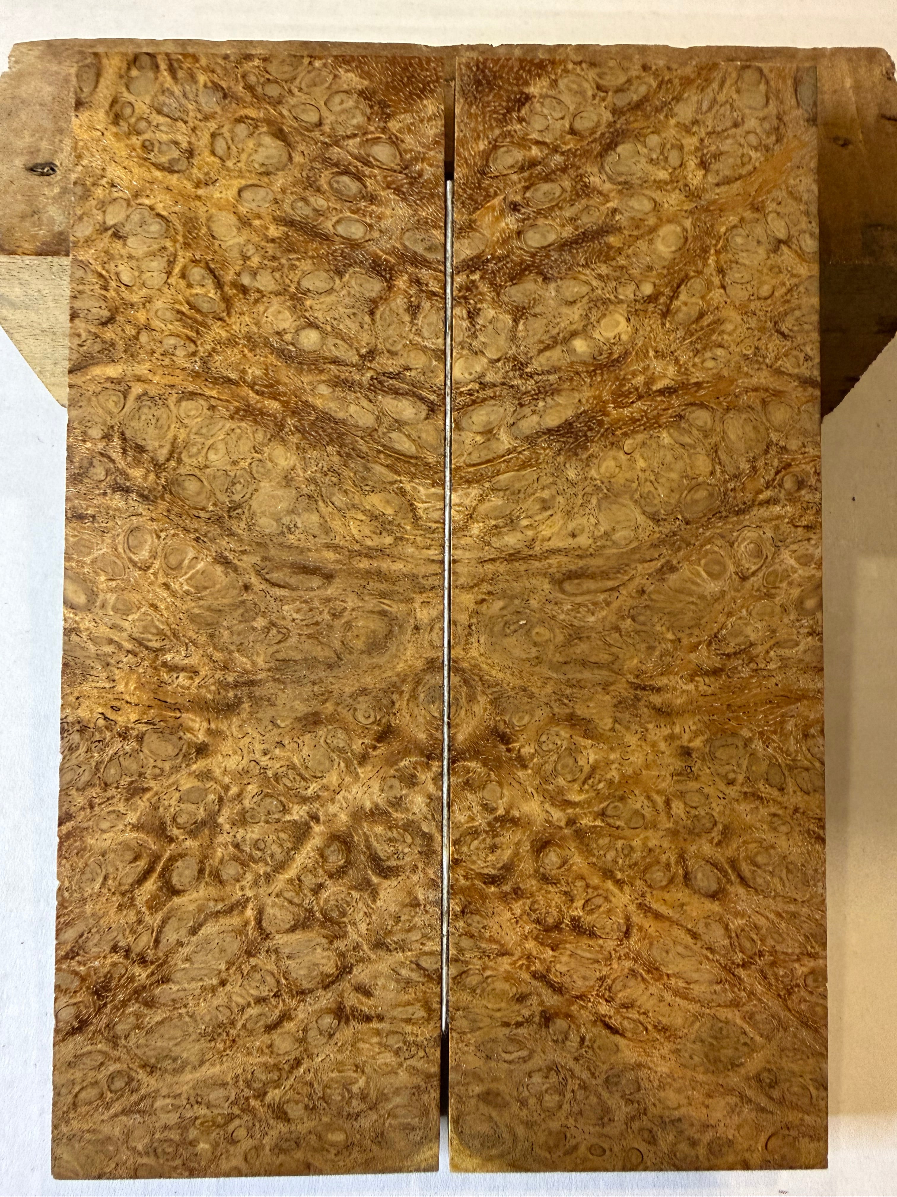 River Tamarind Burl | #0106