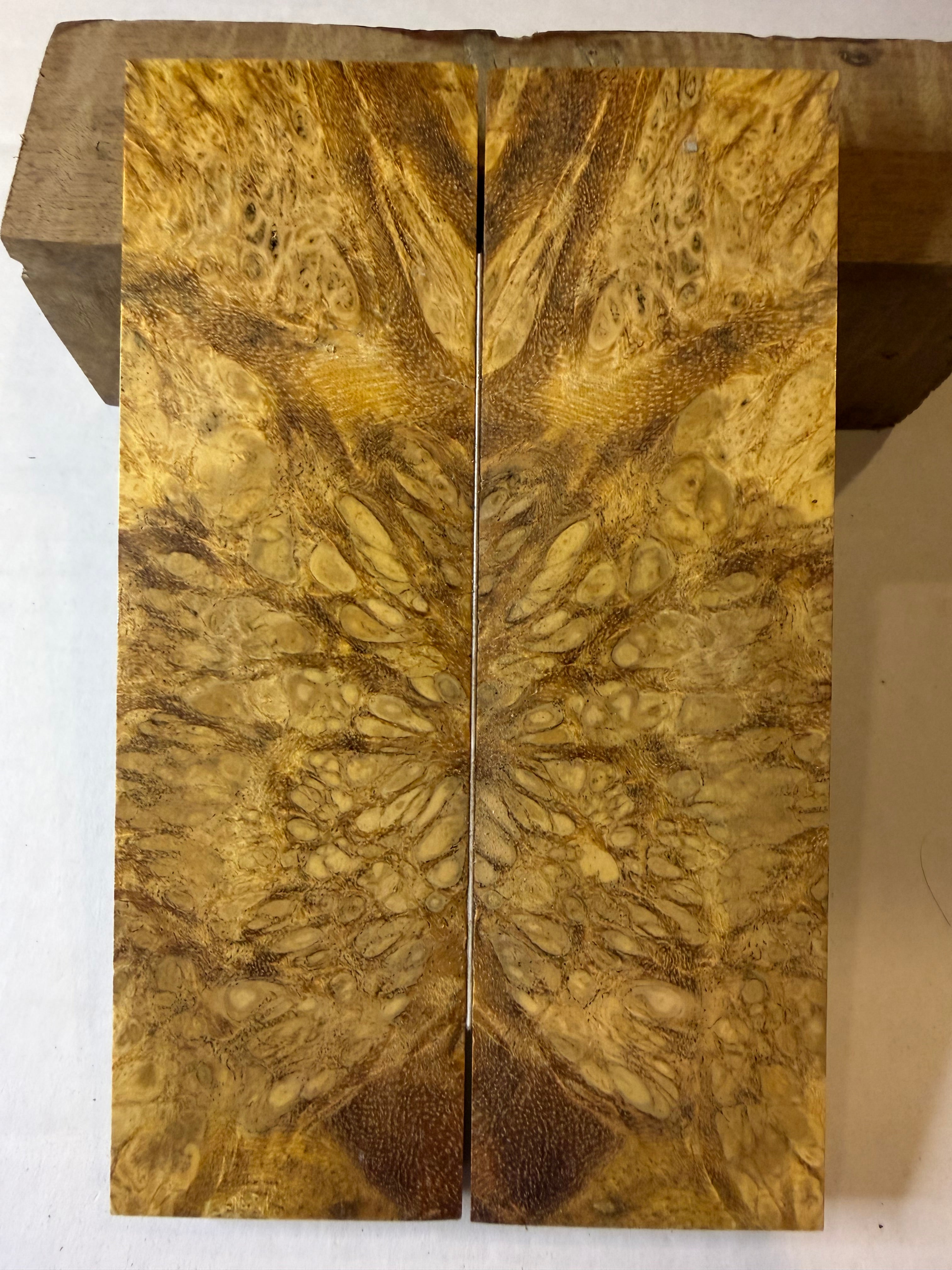 River Tamarind Burl | #0162