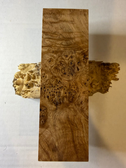 Birch Burl | #0288