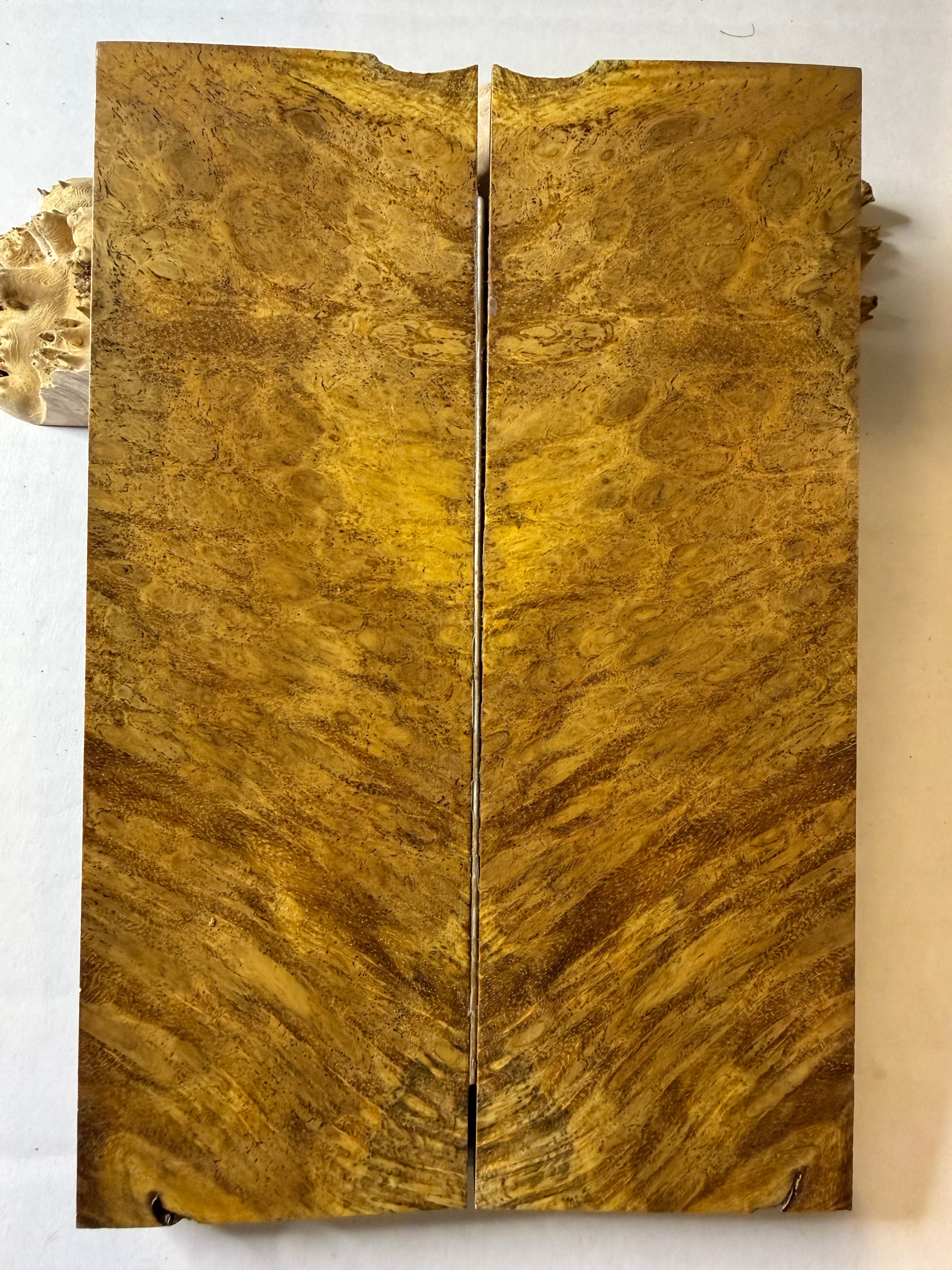 River Tamarind Burl | #0310