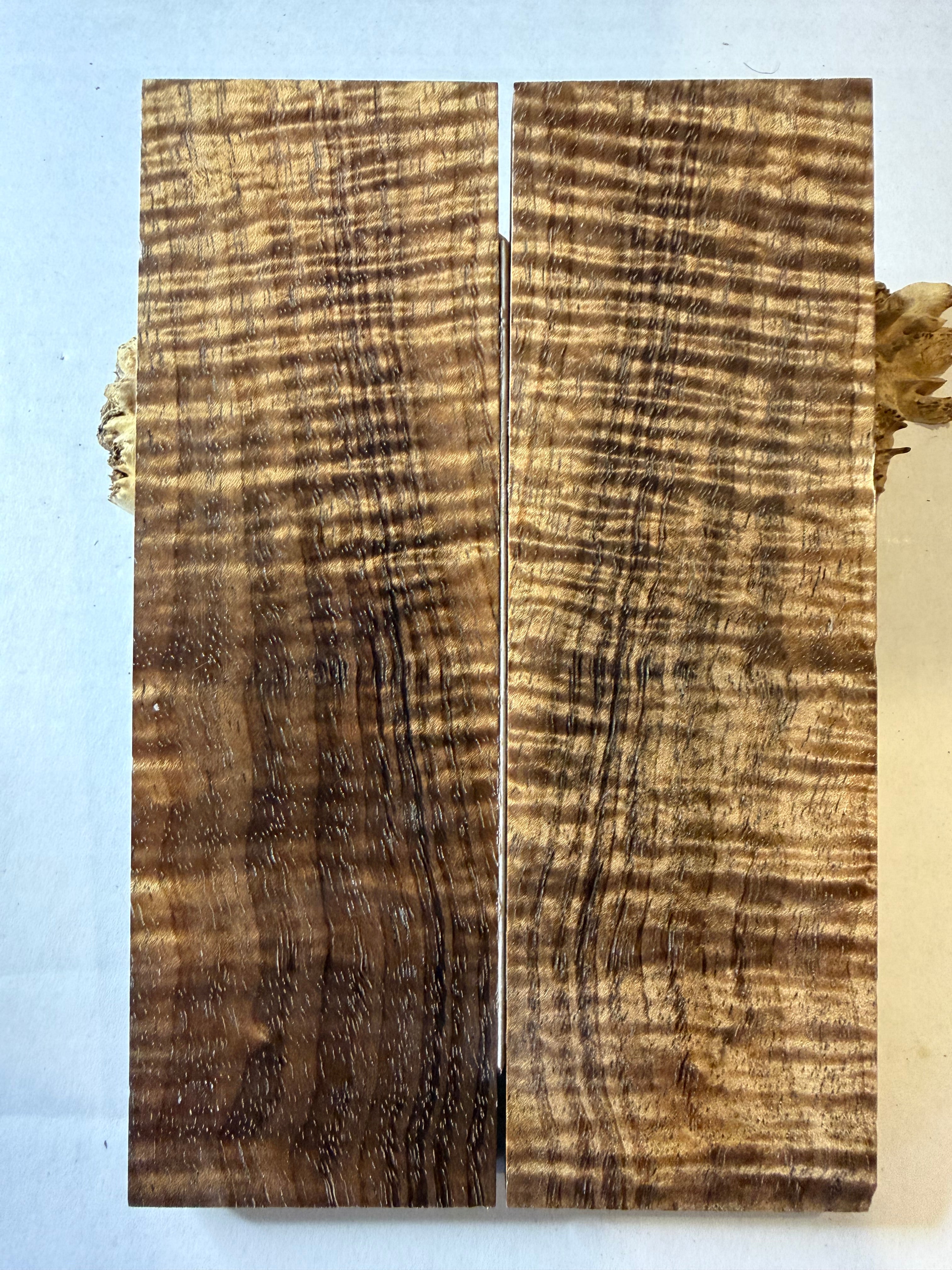 Tasmanian Blackwood | #0317