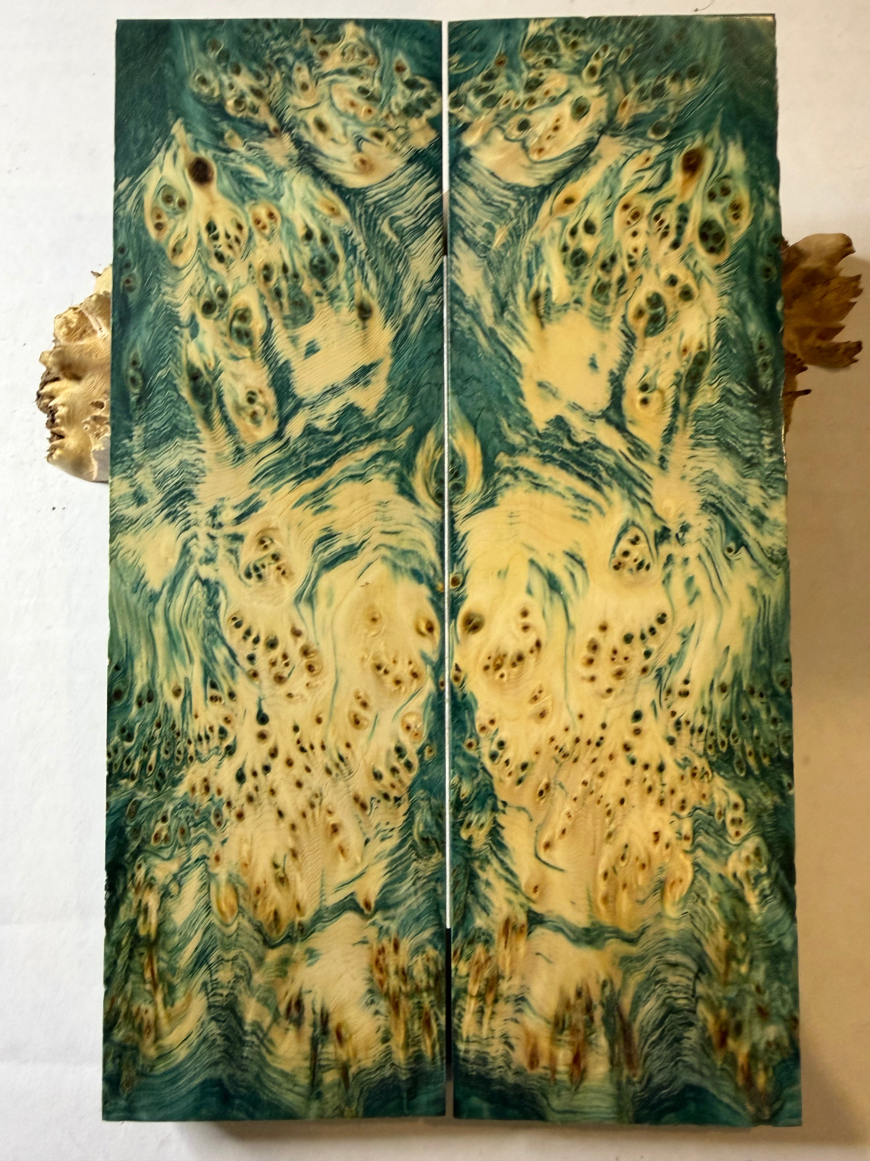 Yellow Cedar Burl | #0348