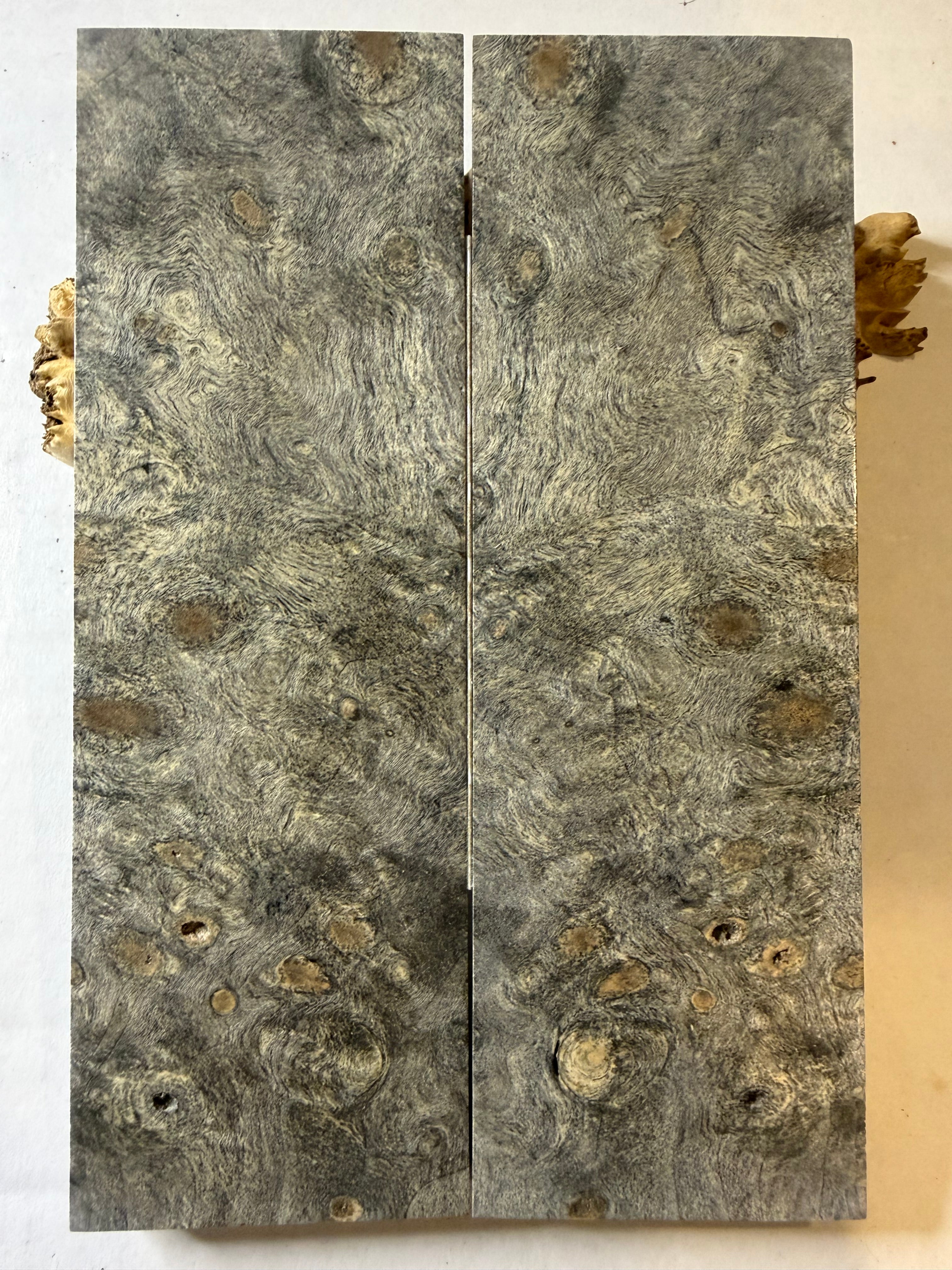 Buckeye Burl | #0354