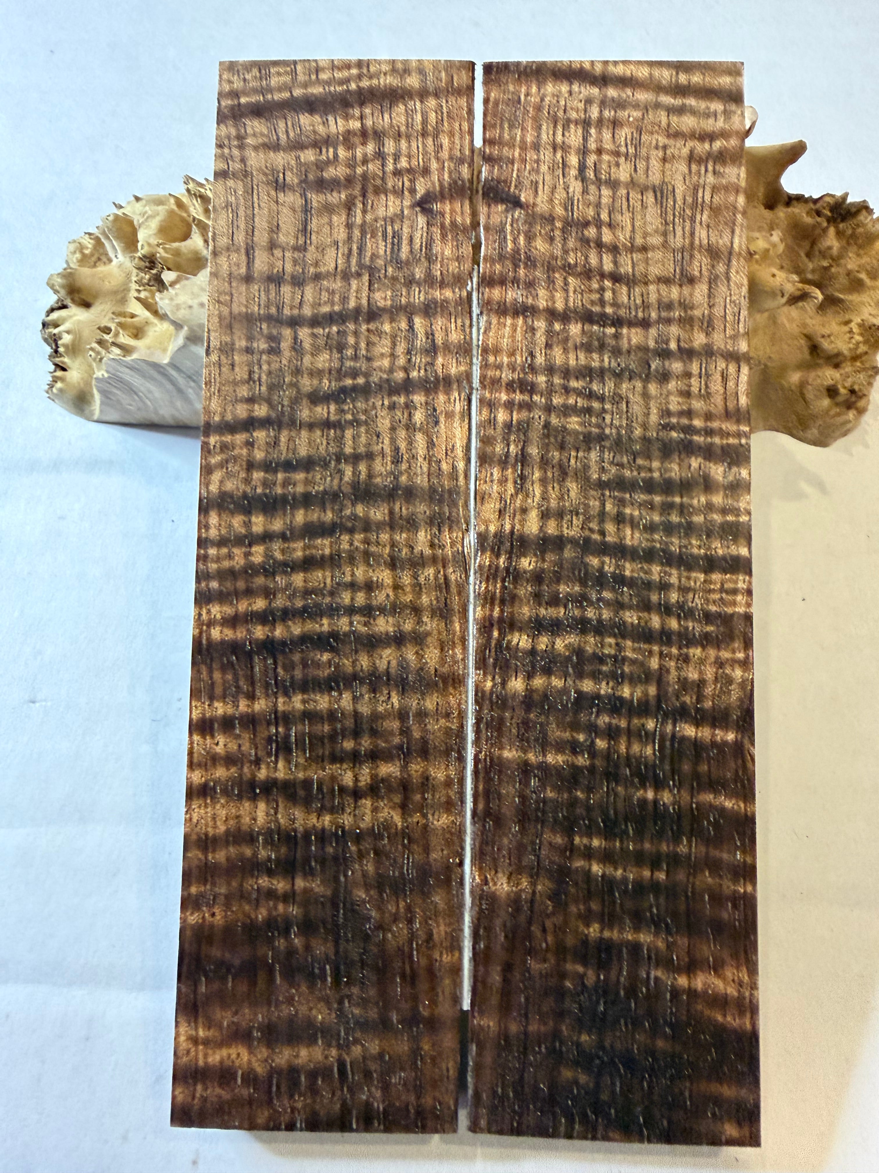 Tasmanian Blackwood | #0449