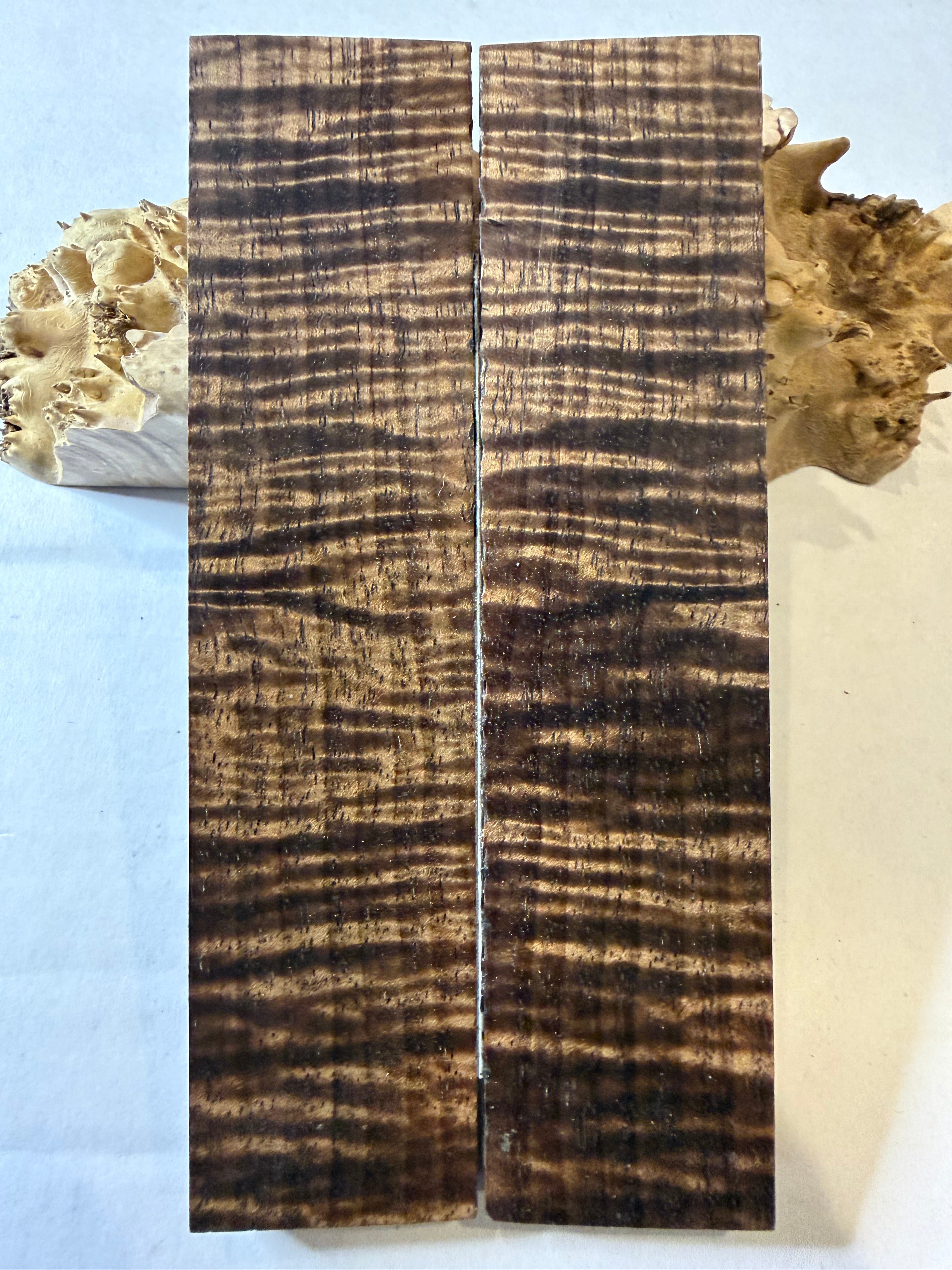 Tasmanian Blackwood | #0453