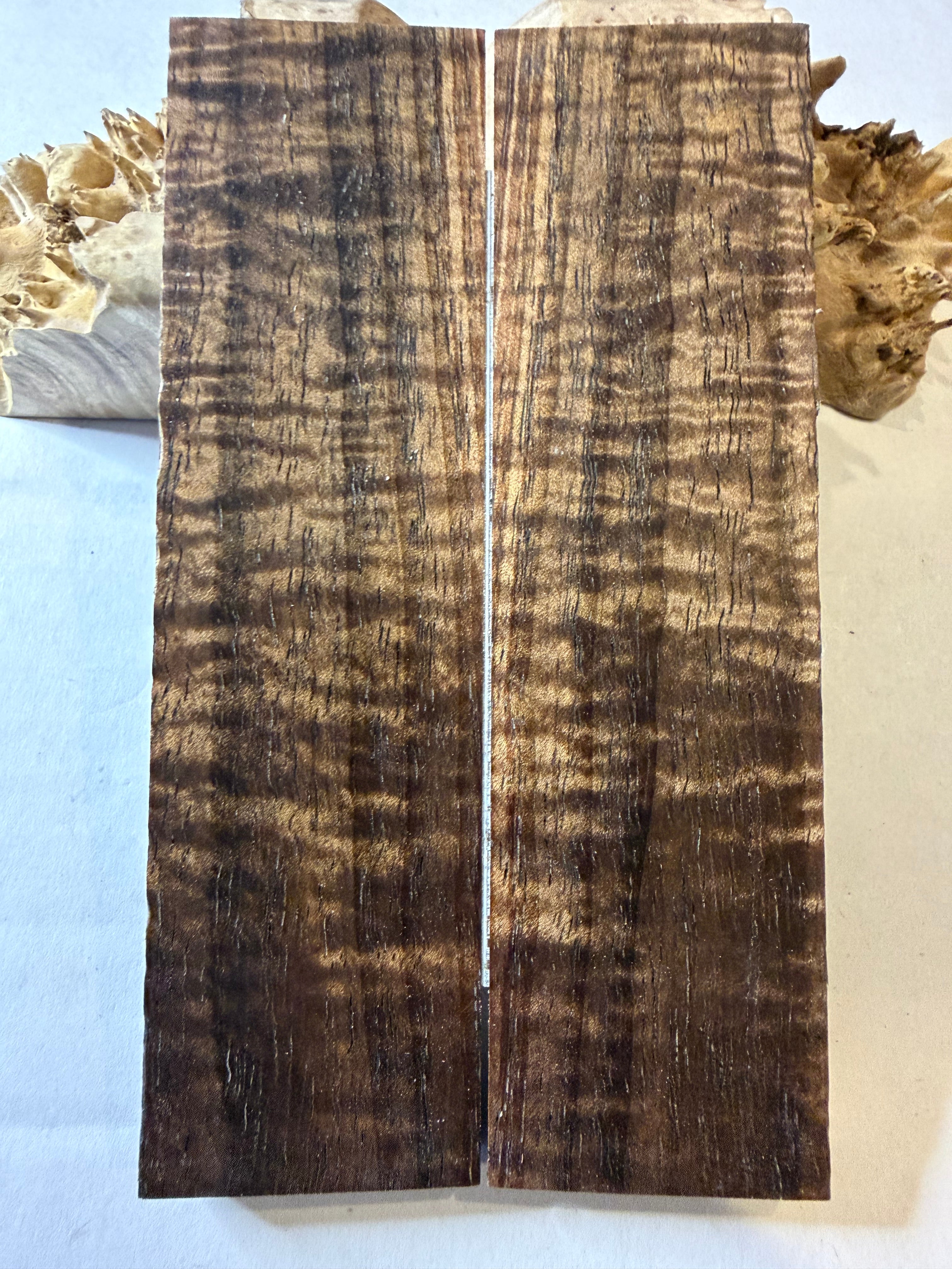 Tasmanian Blackwood | #0454