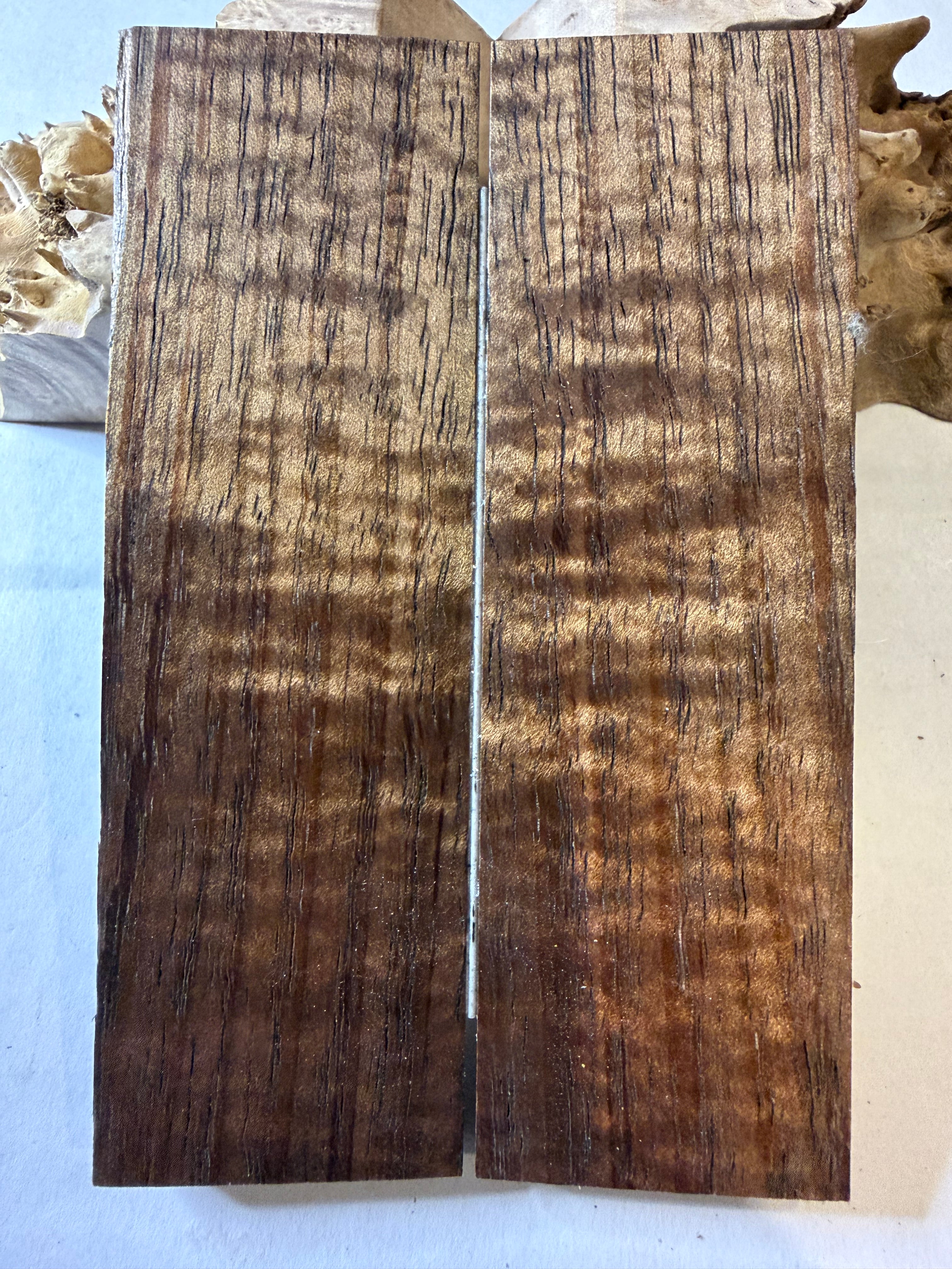 Tasmanian Blackwood | #0458