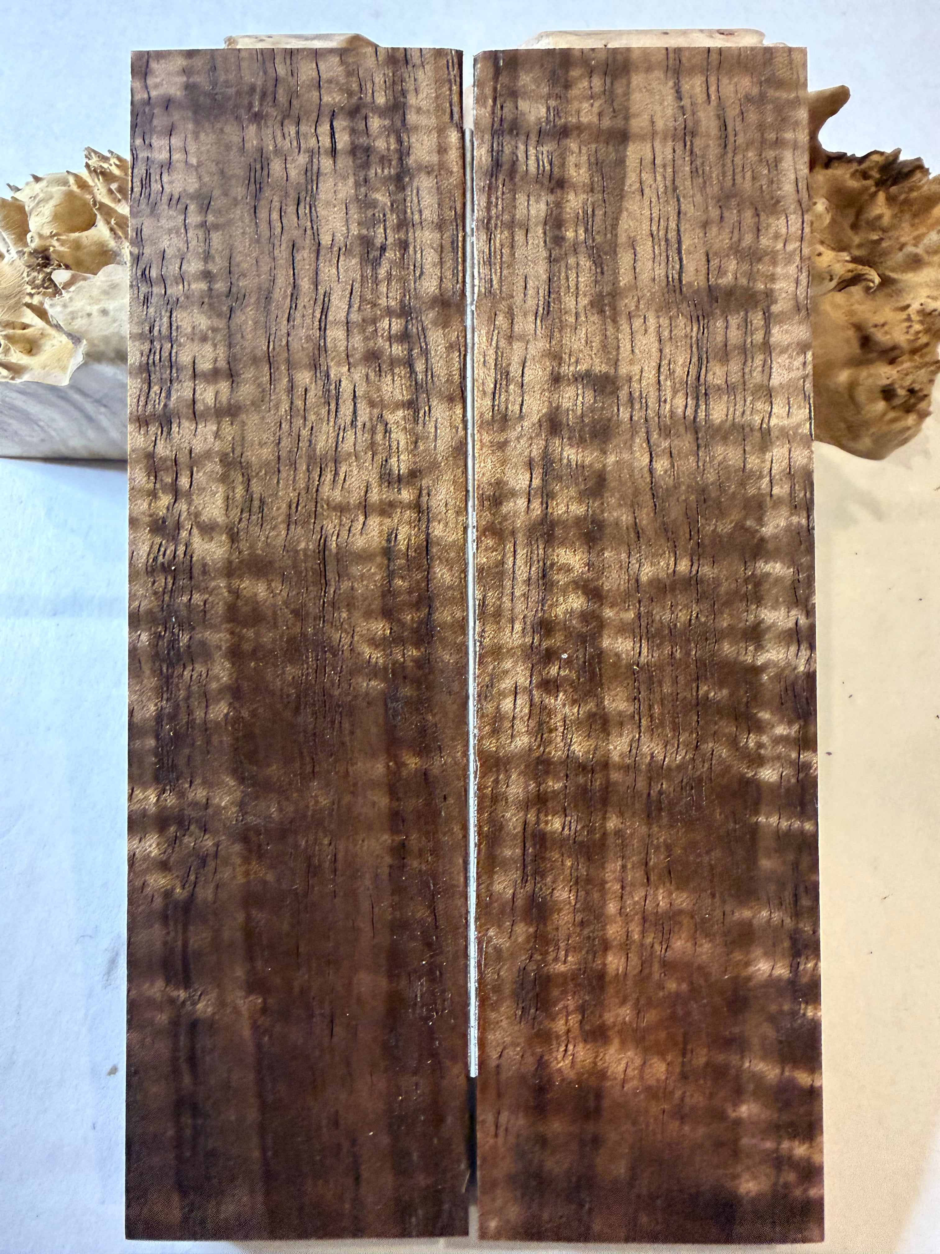 Tasmanian Blackwood | #0461