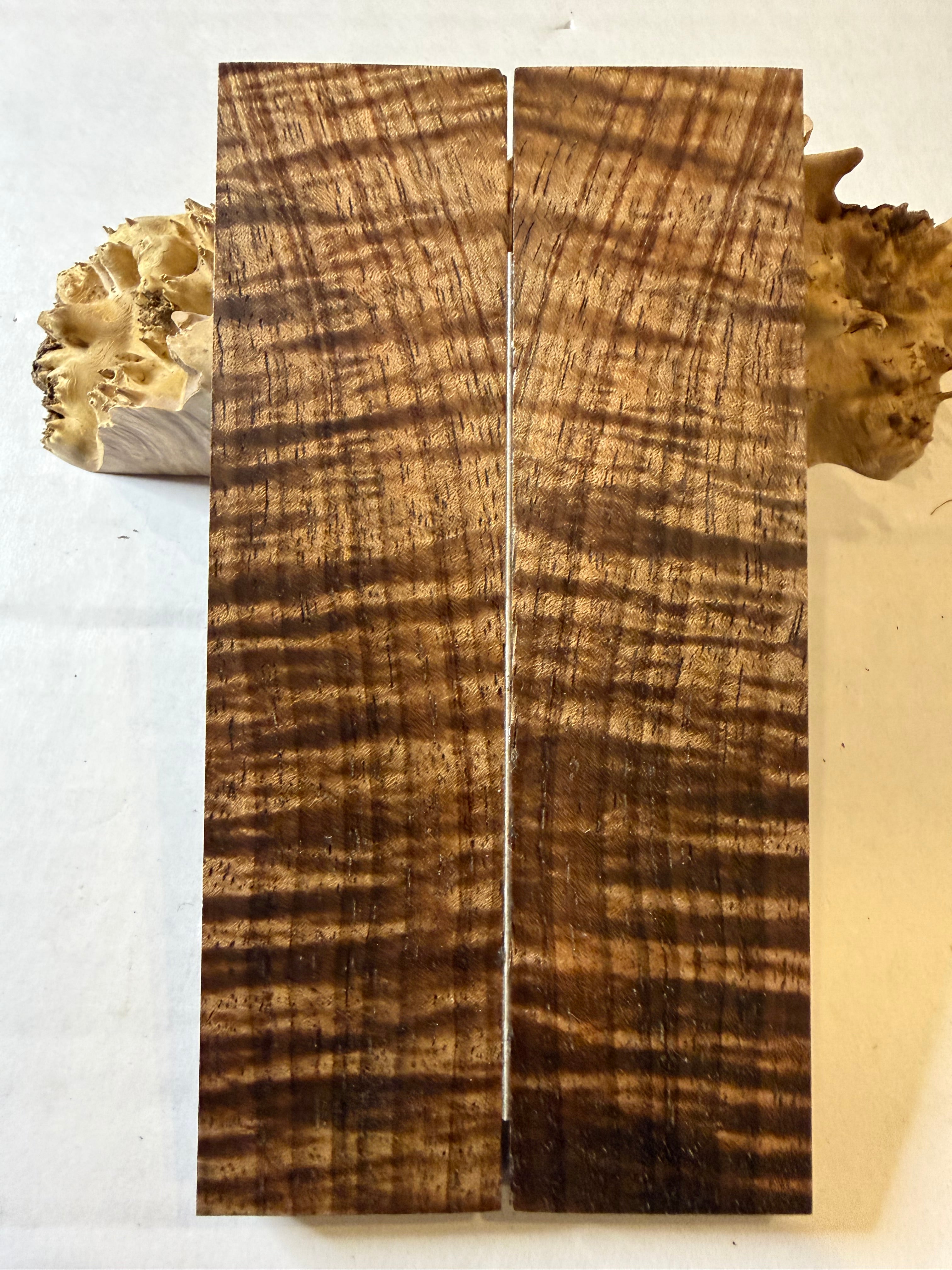 Tasmanian Blackwood | #0464