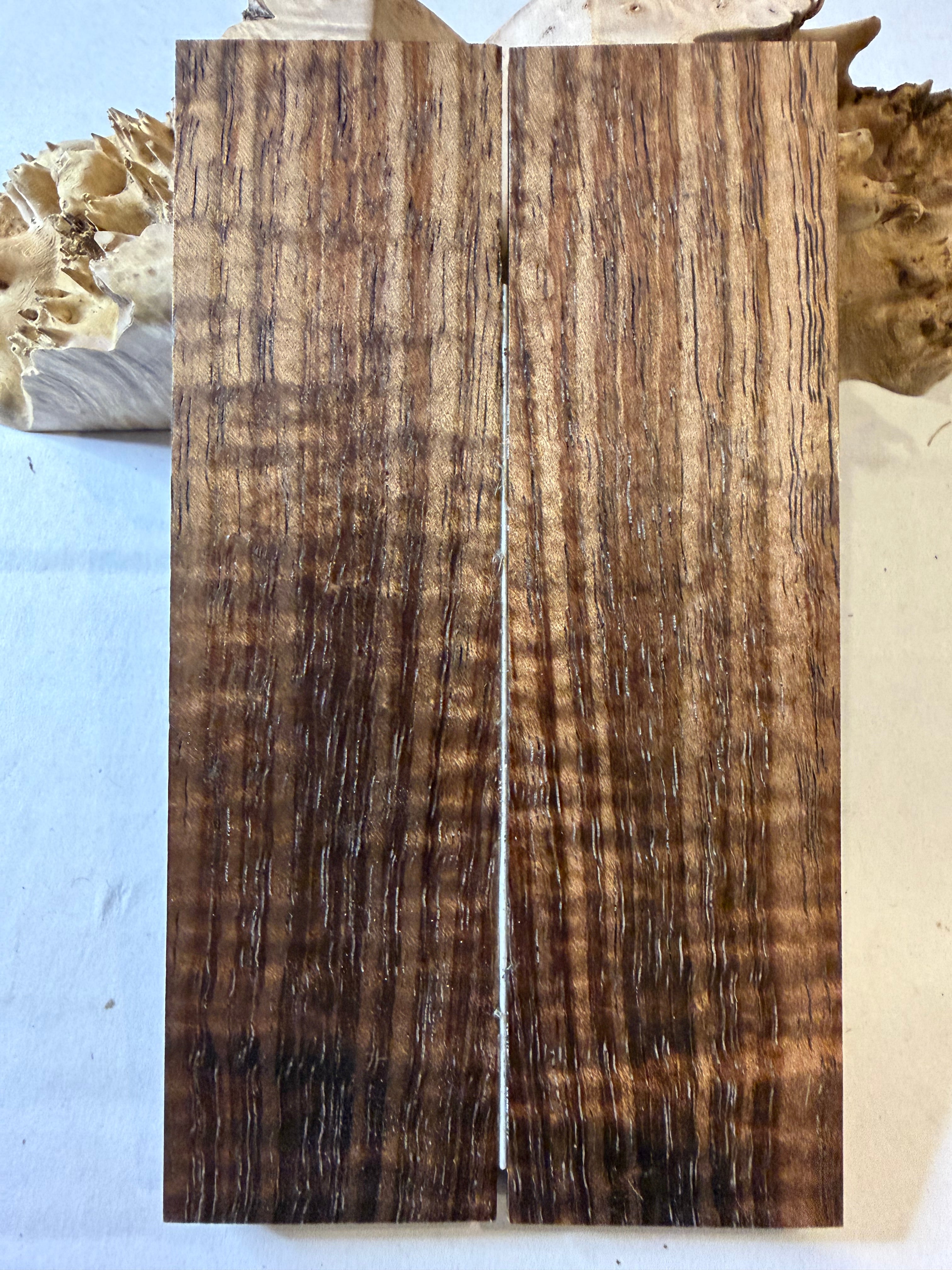 Tasmanian Blackwood | #0463