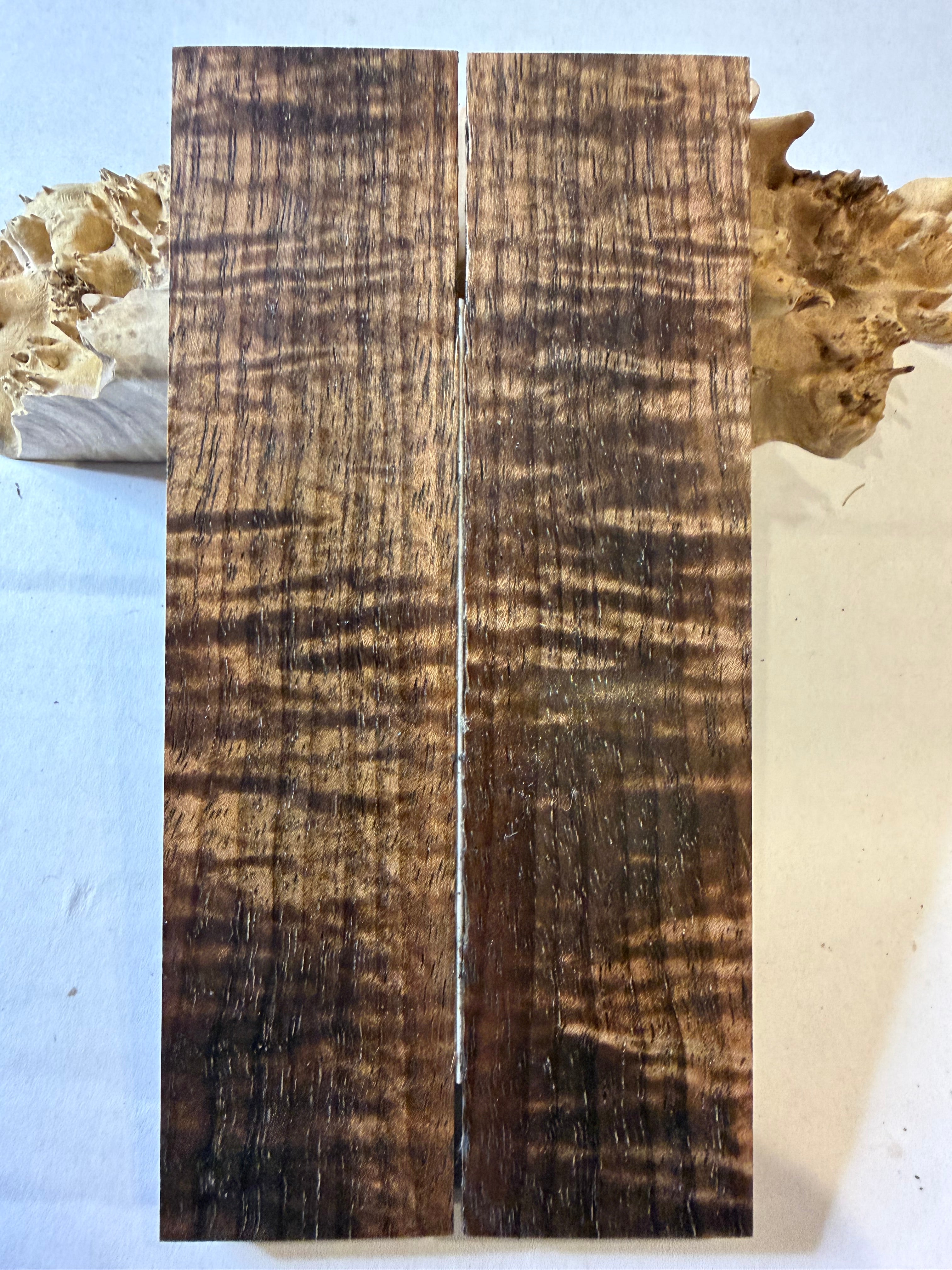 Tasmanian Blackwood | #0462