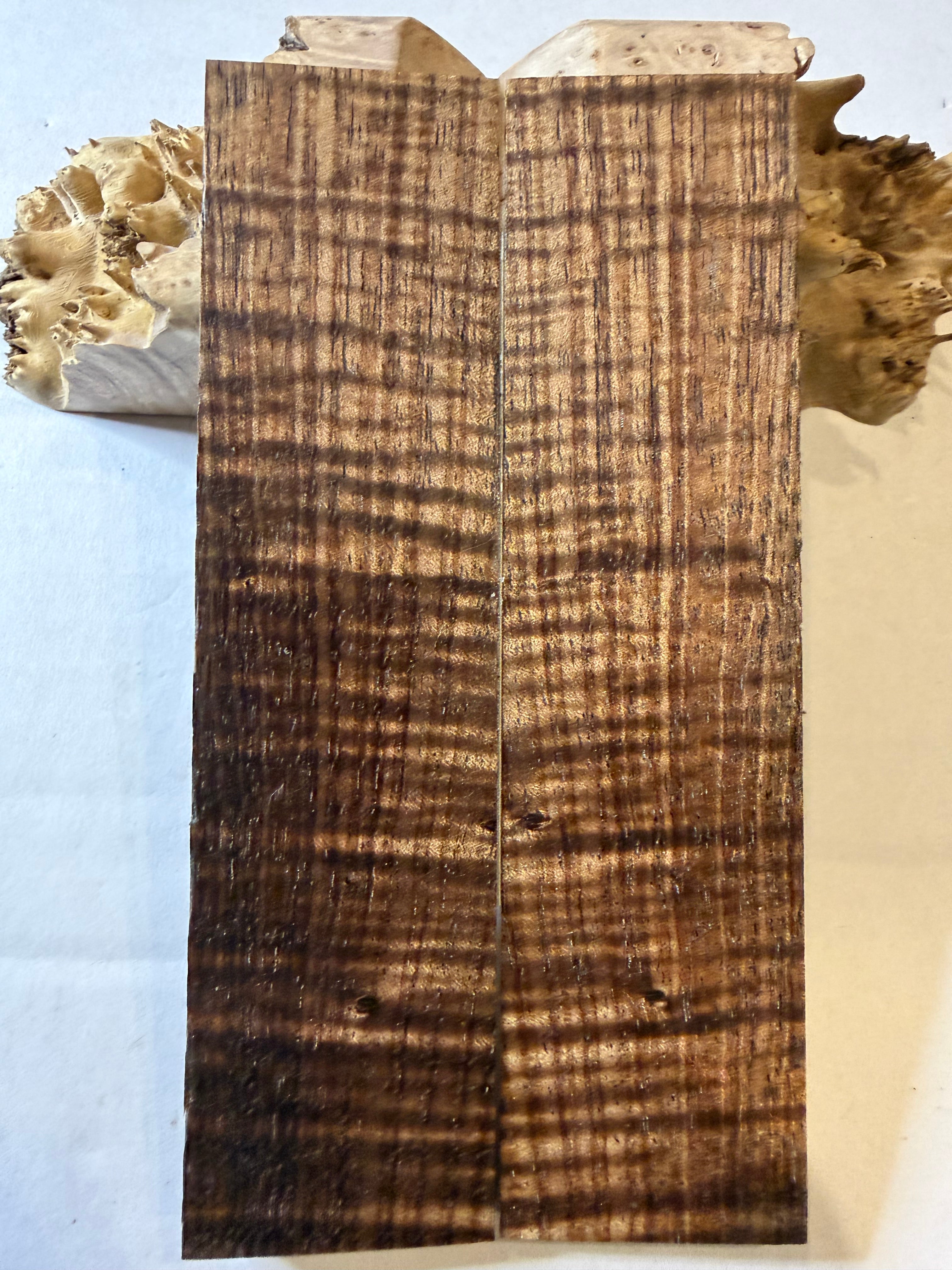 Tasmanian Blackwood | #0469