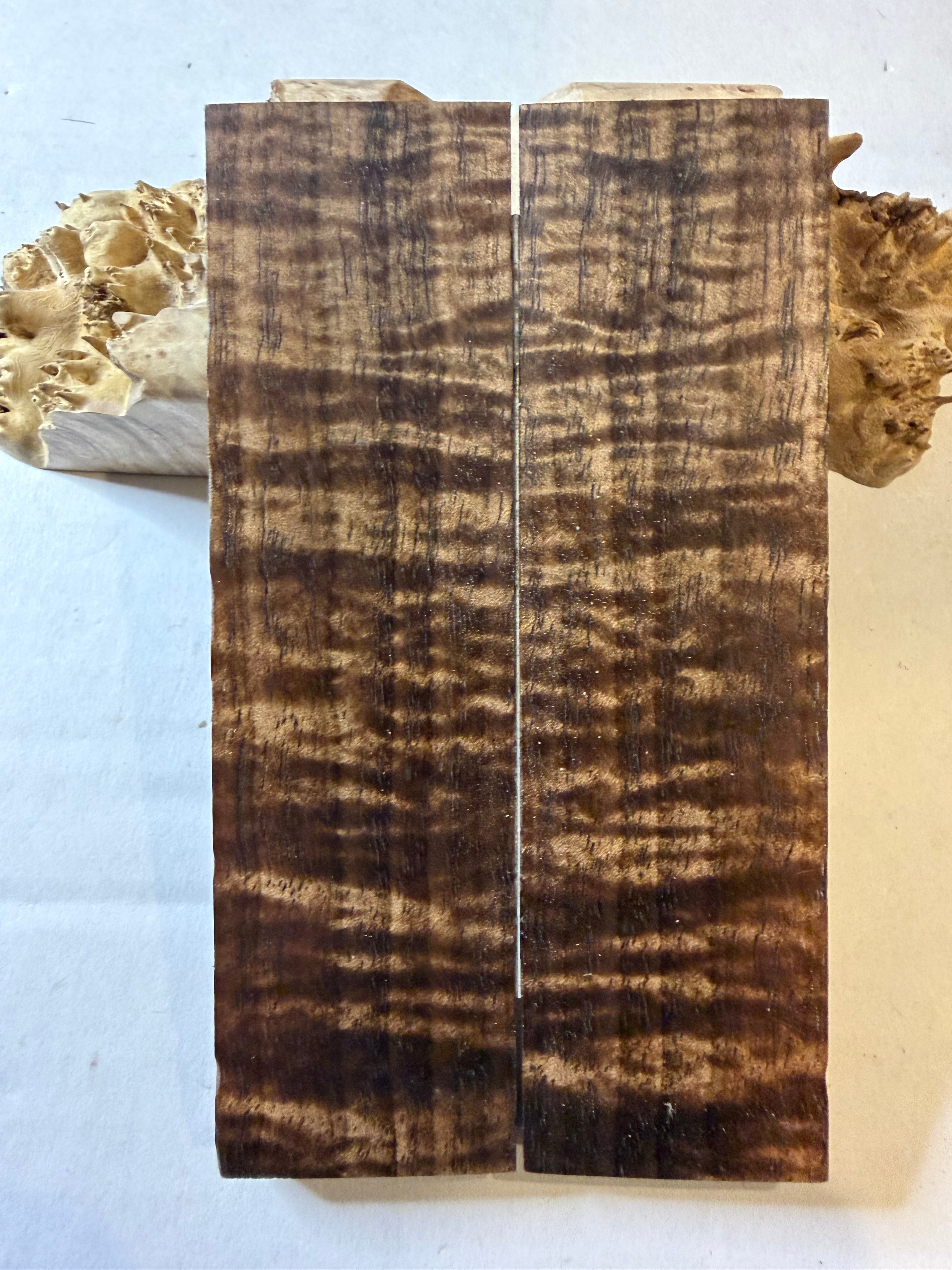 Tasmanian Blackwood | #0475
