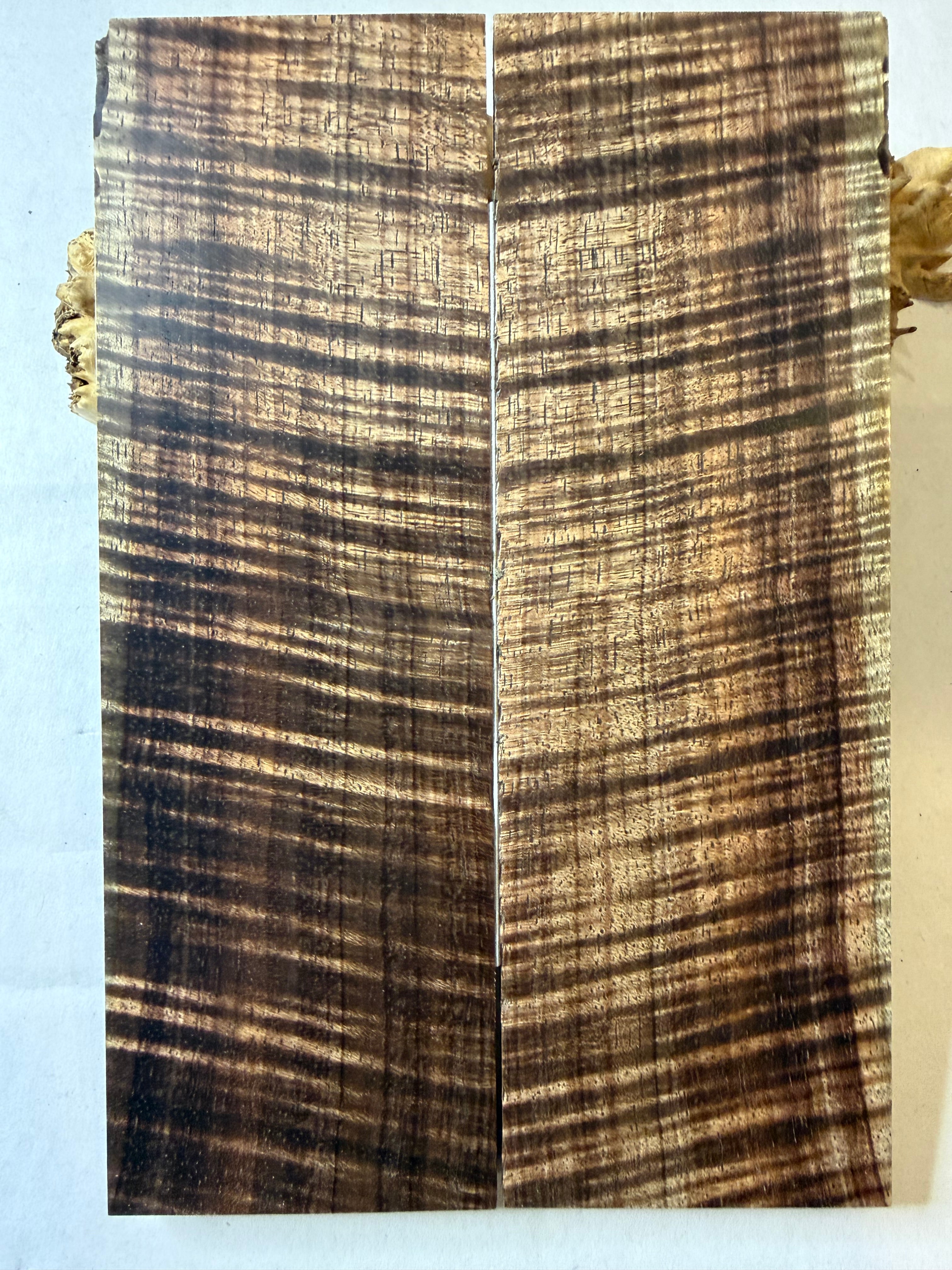 Tasmanian Blackwood | #0481