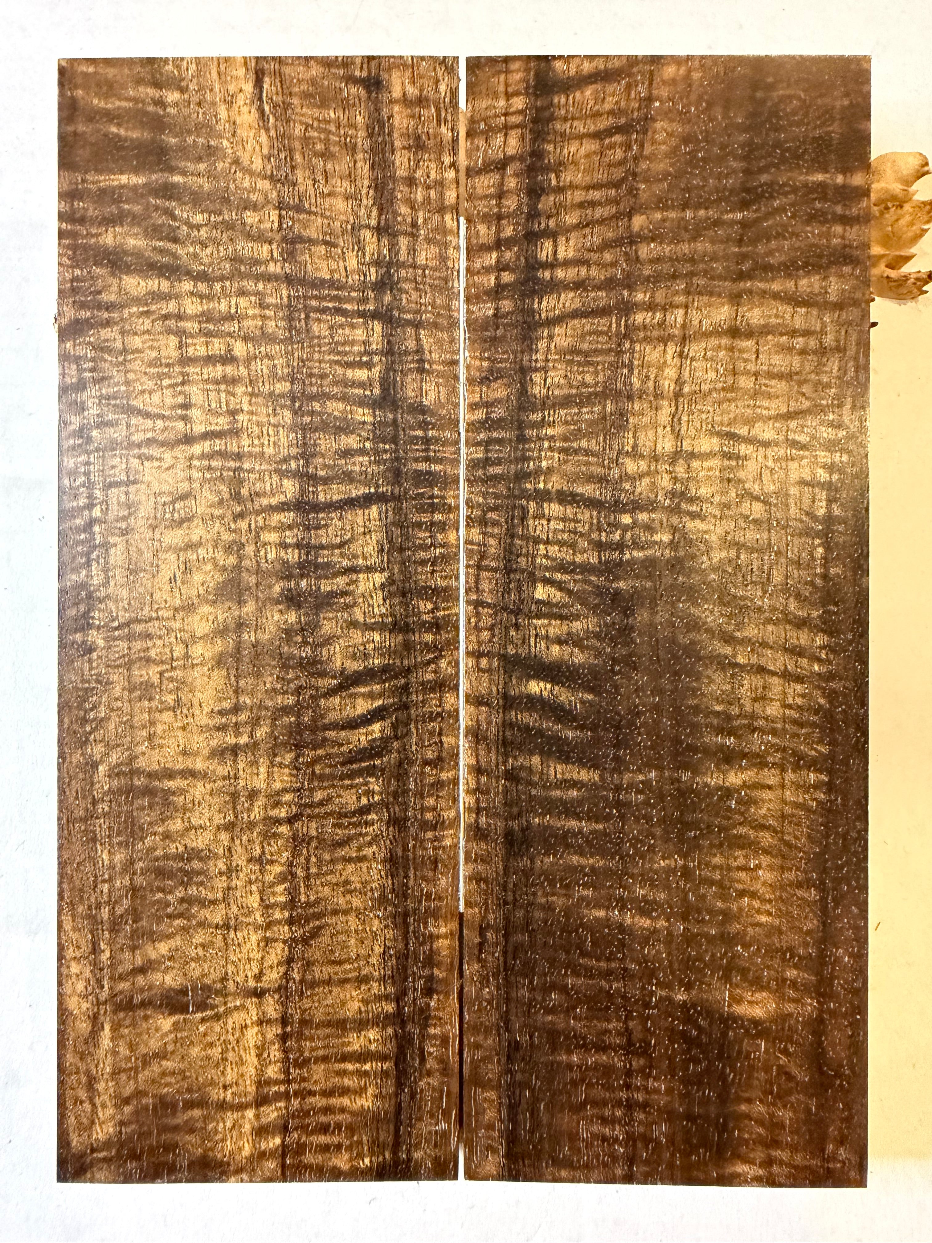 Koa | #0511
