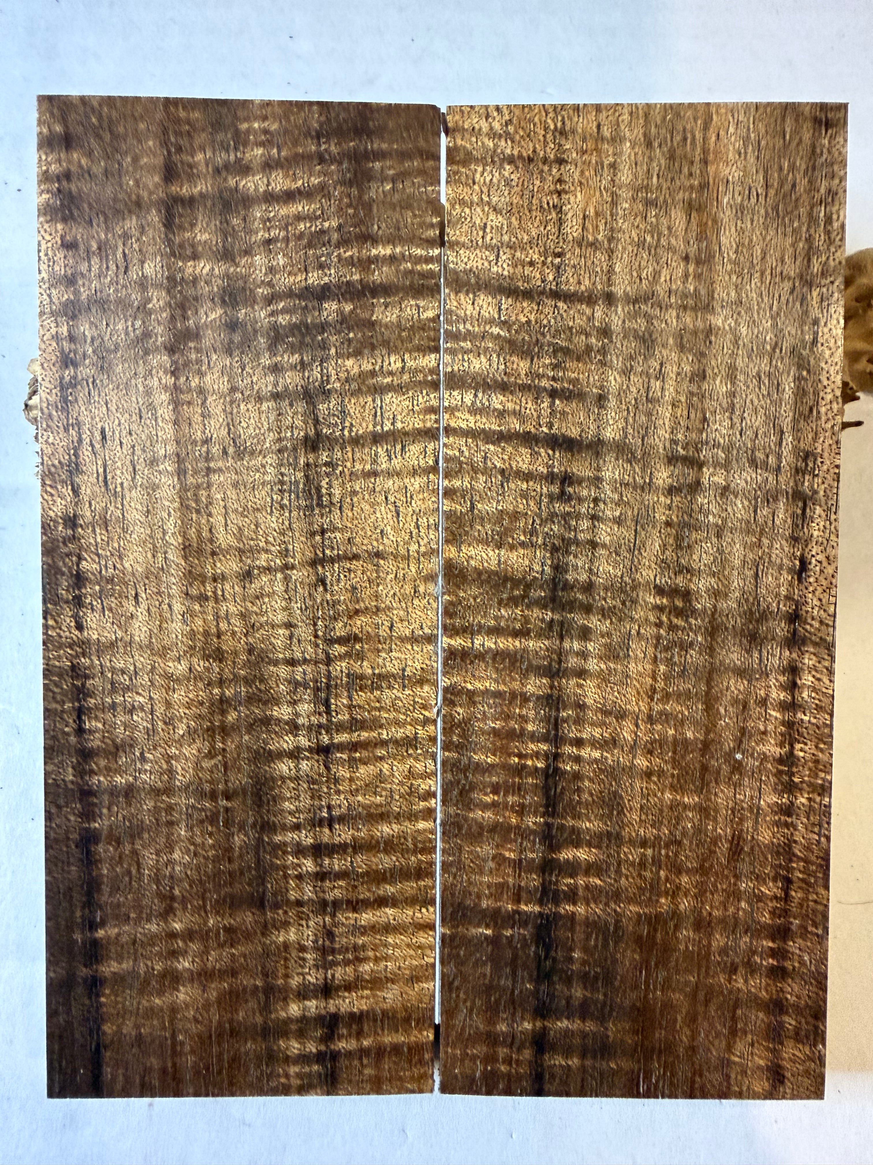 Tasmanian Blackwood | #0518