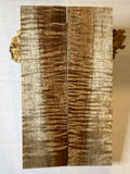 Tasmanian Blackwood | #0522