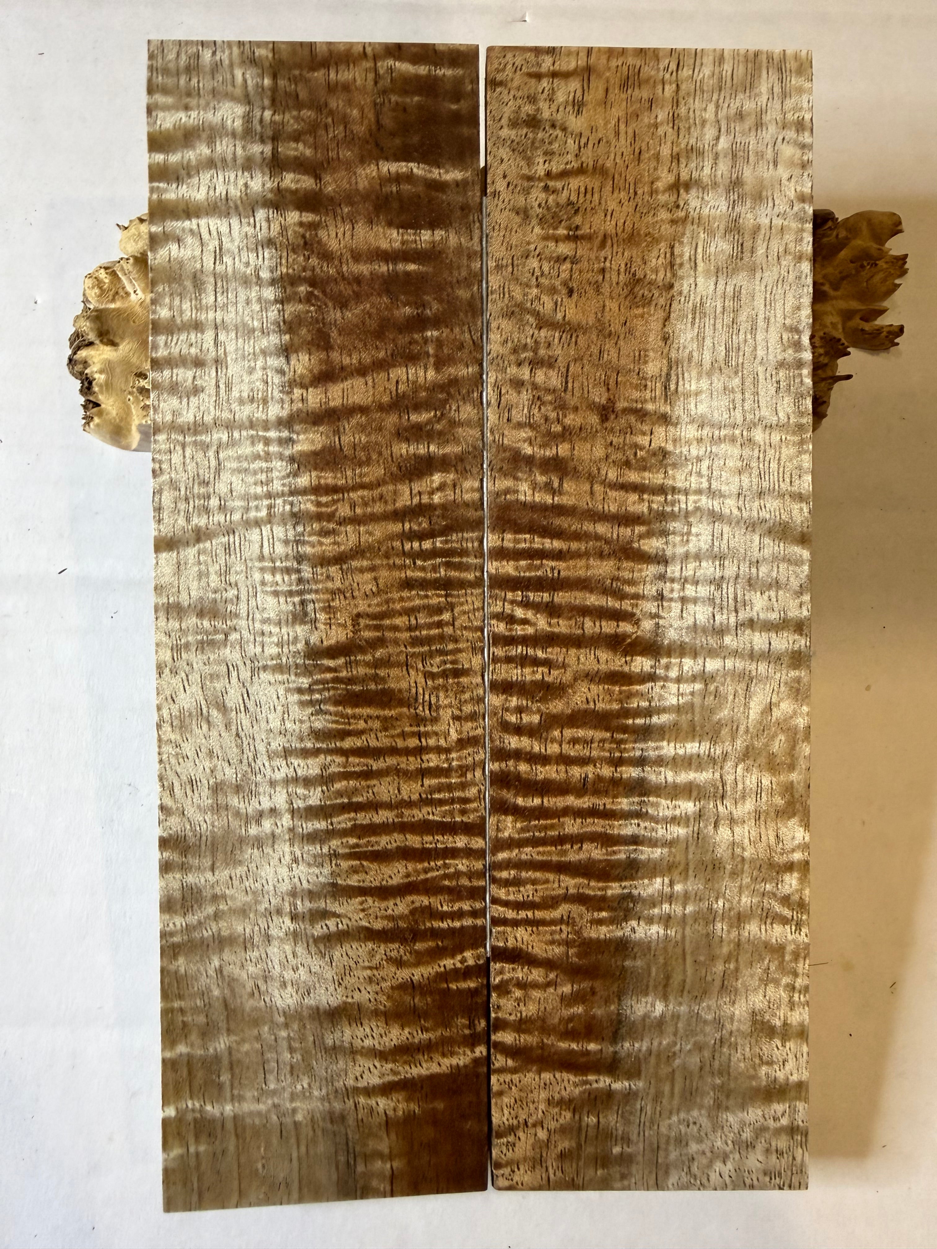 Tasmanian Blackwood | #0522