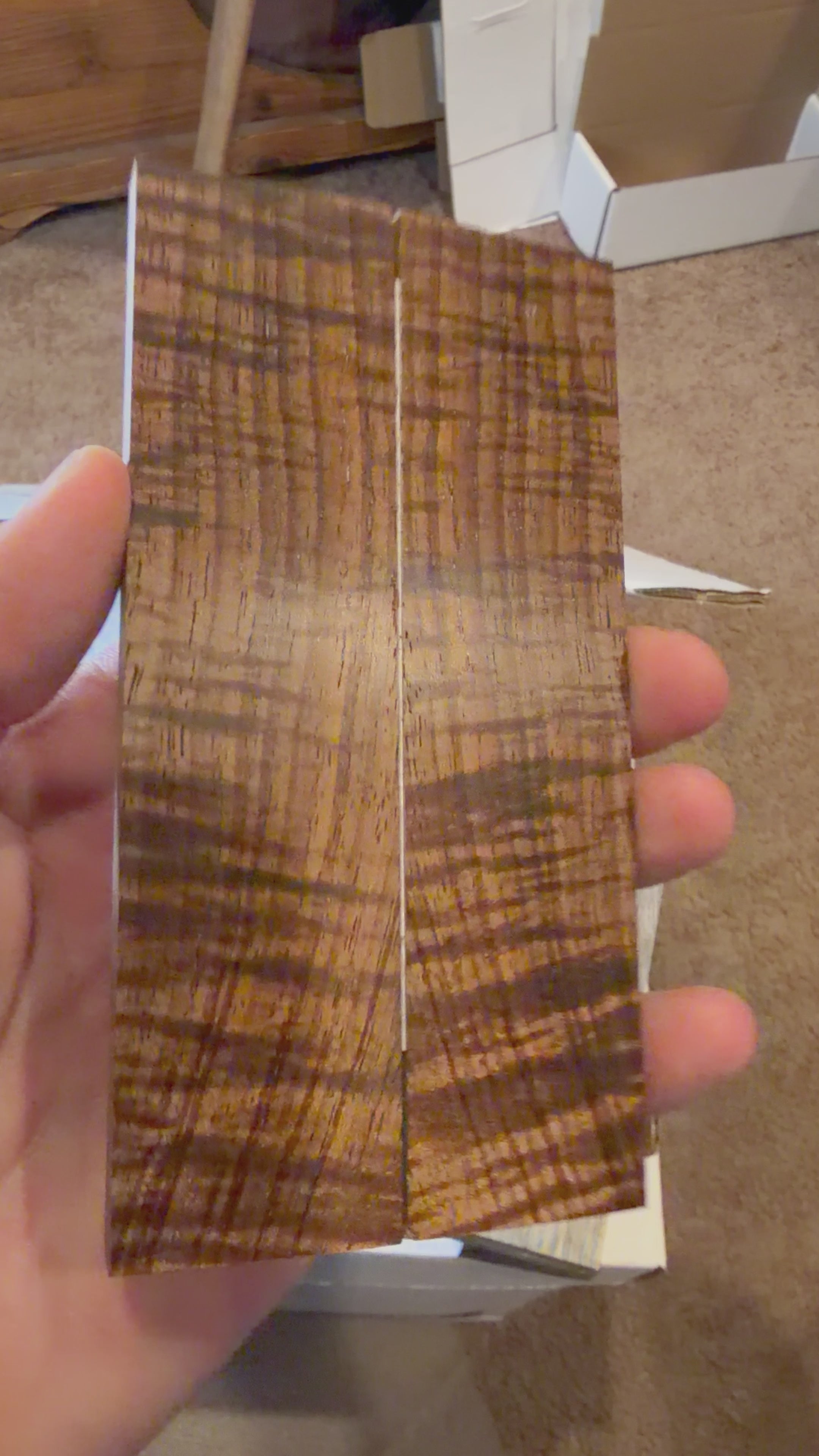 Tasmanian Blackwood | #0464