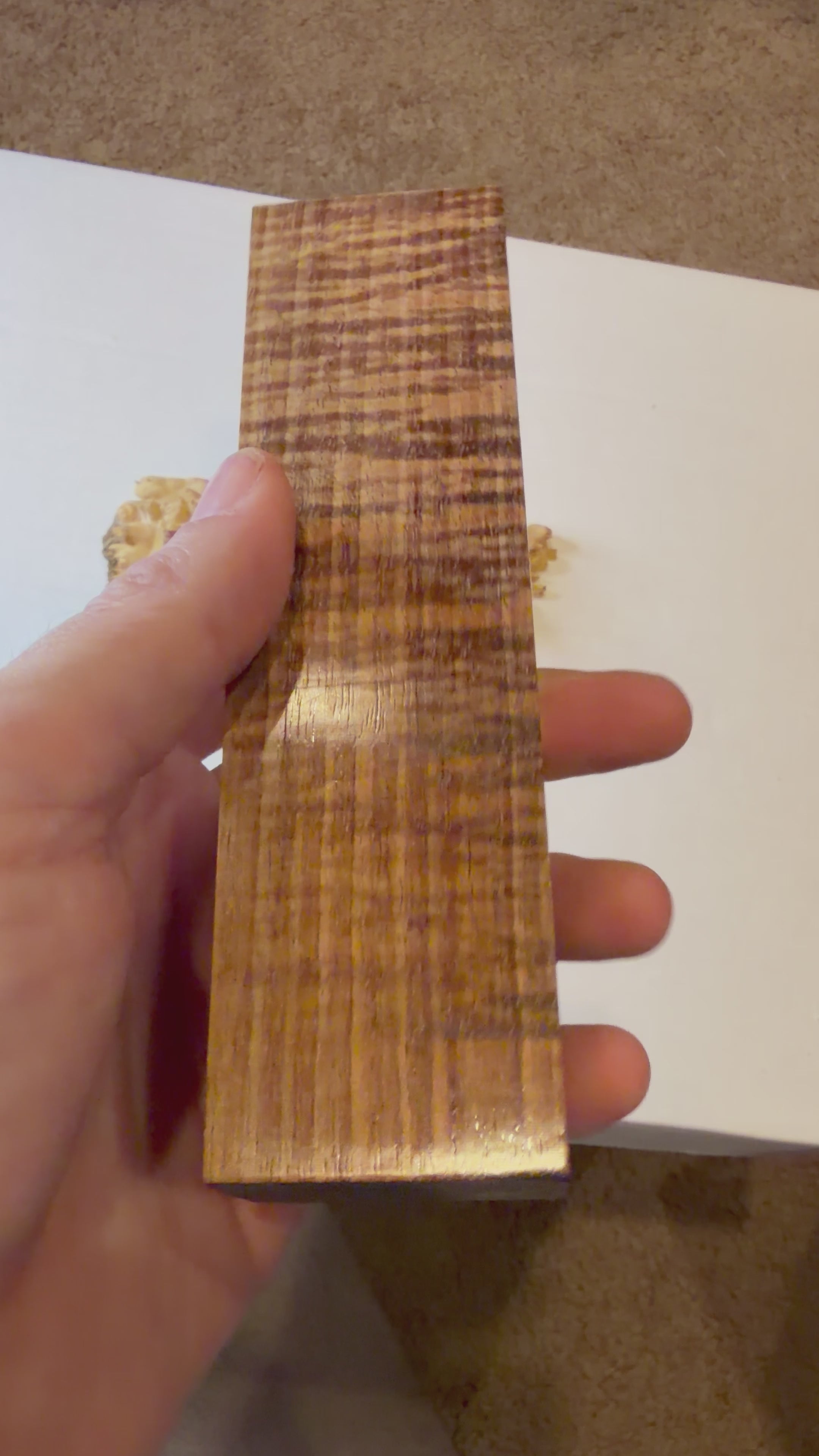 Tasmanian Blackwood | #0237