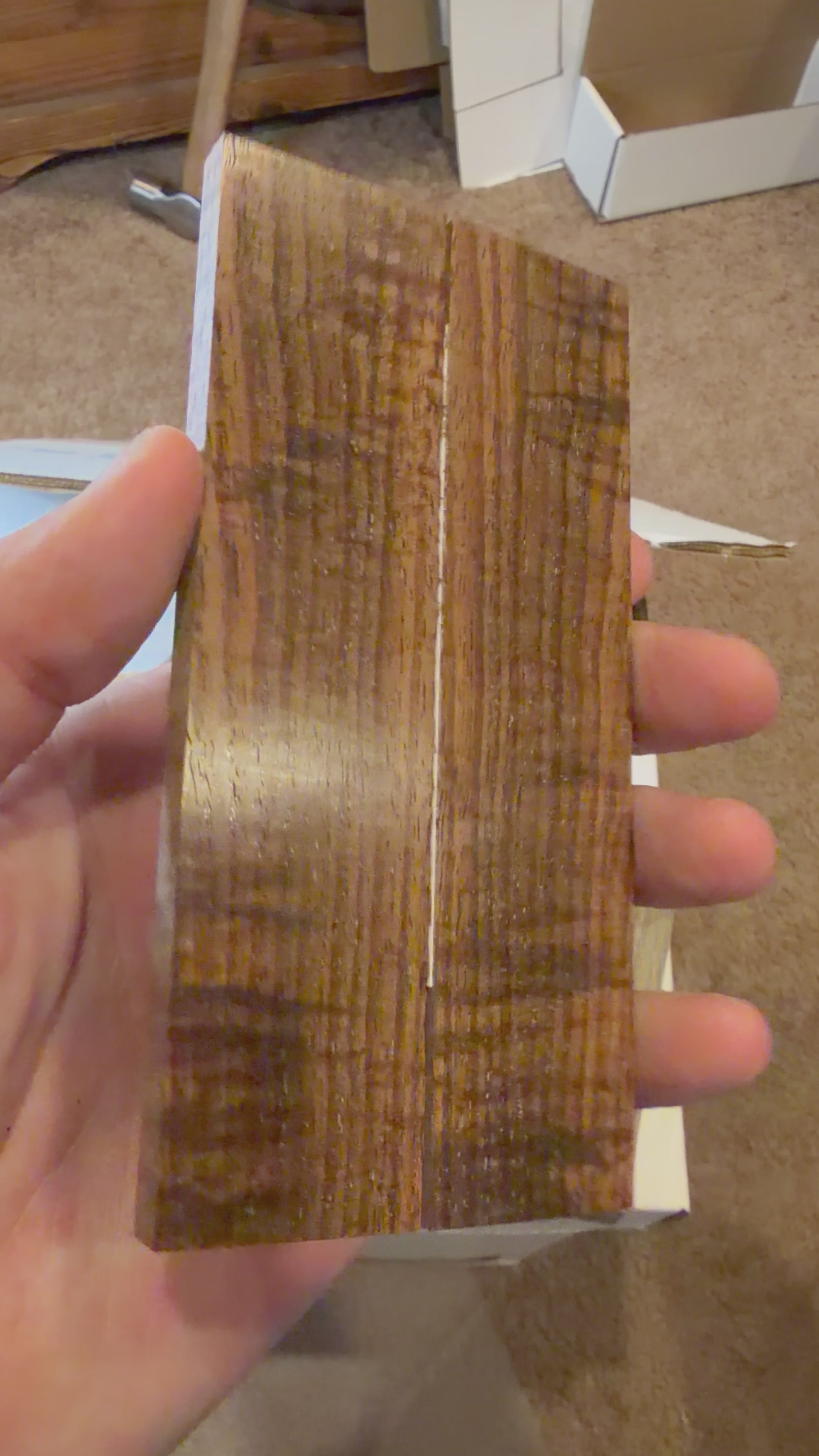 Tasmanian Blackwood | #0462