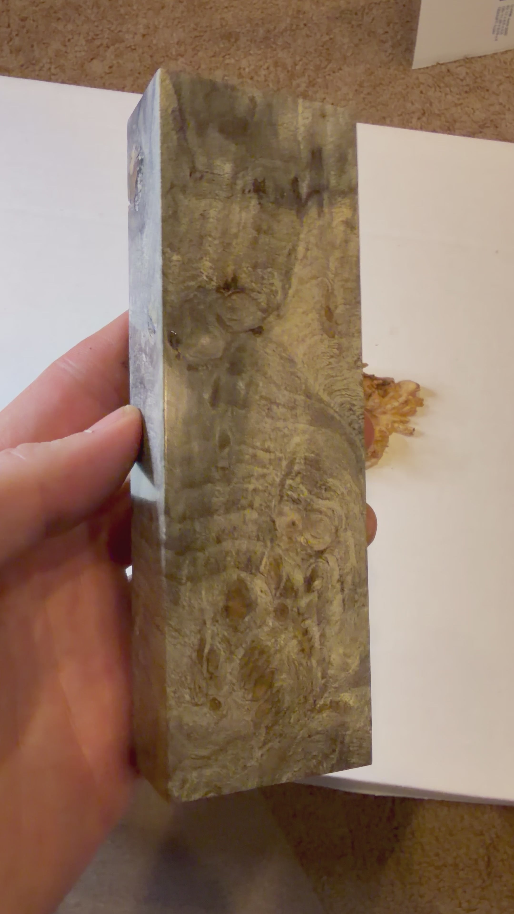 Buckeye Burl | #0224