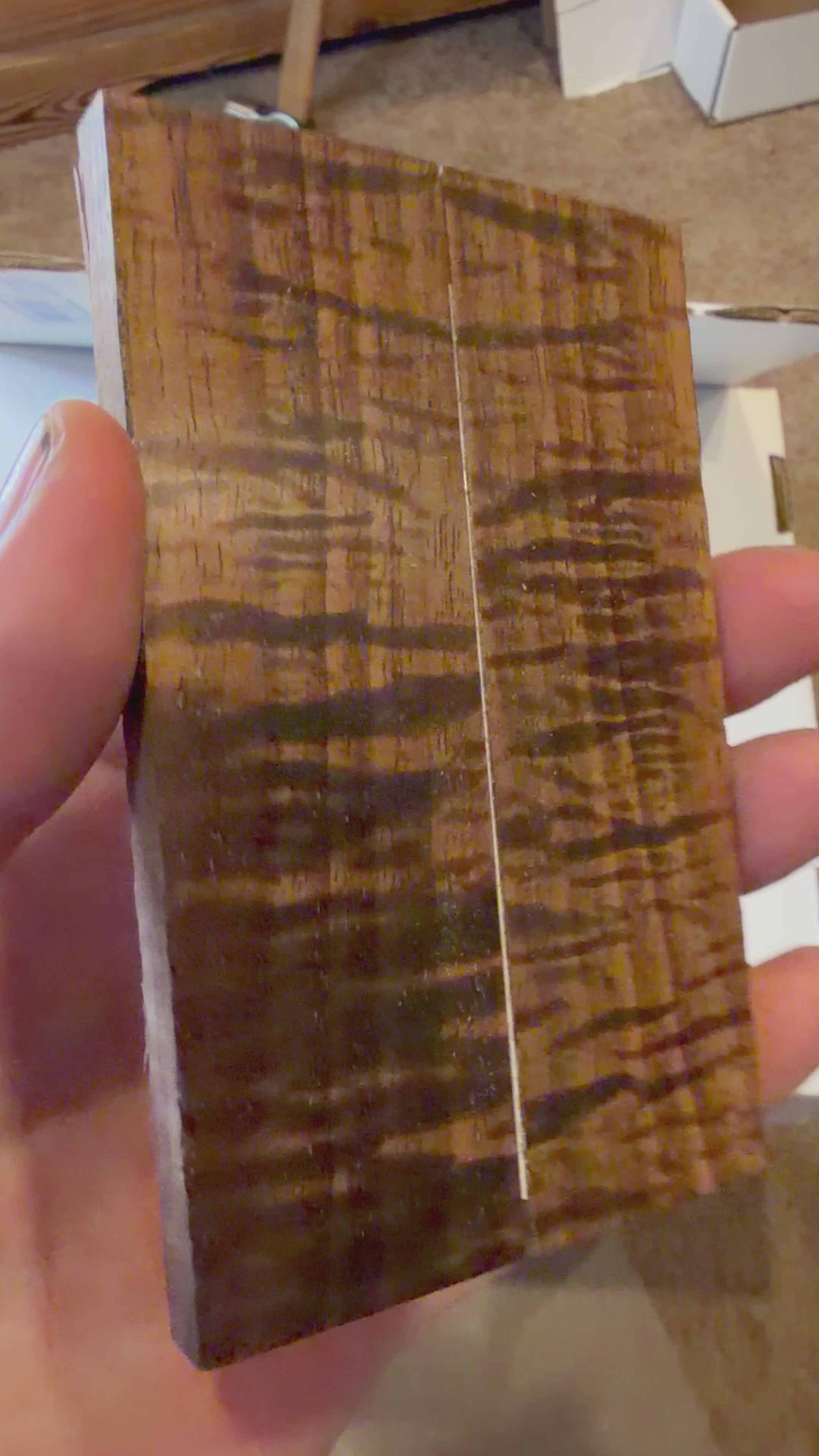 Tasmanian Blackwood | #0452