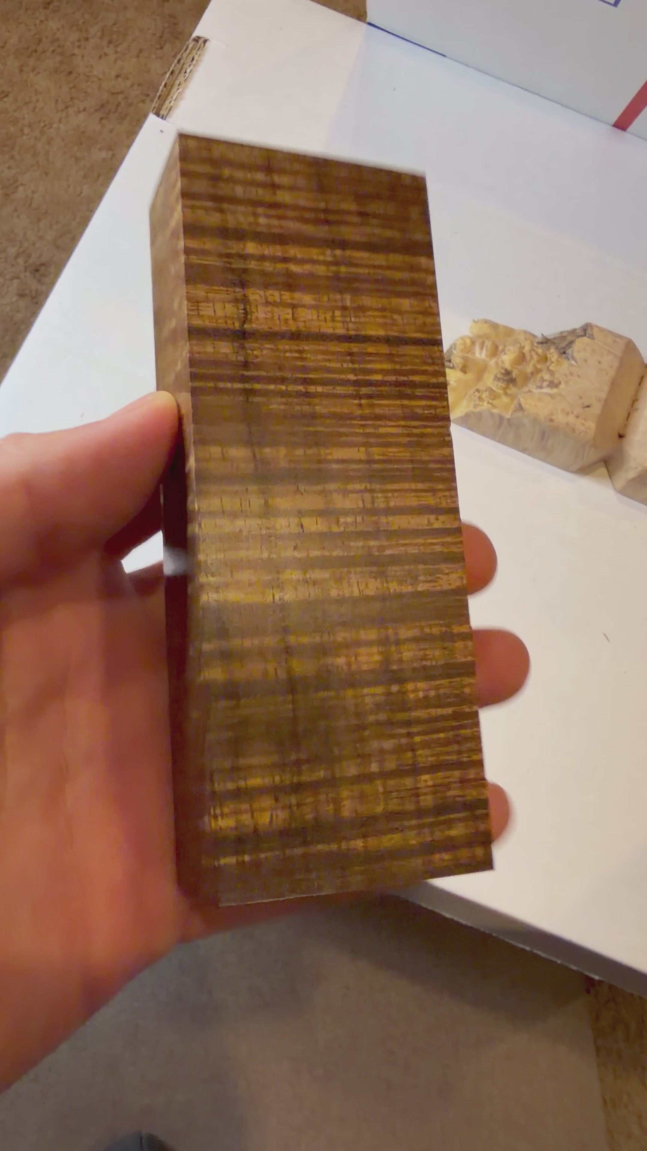 Tasmanian Blackwood | #0524