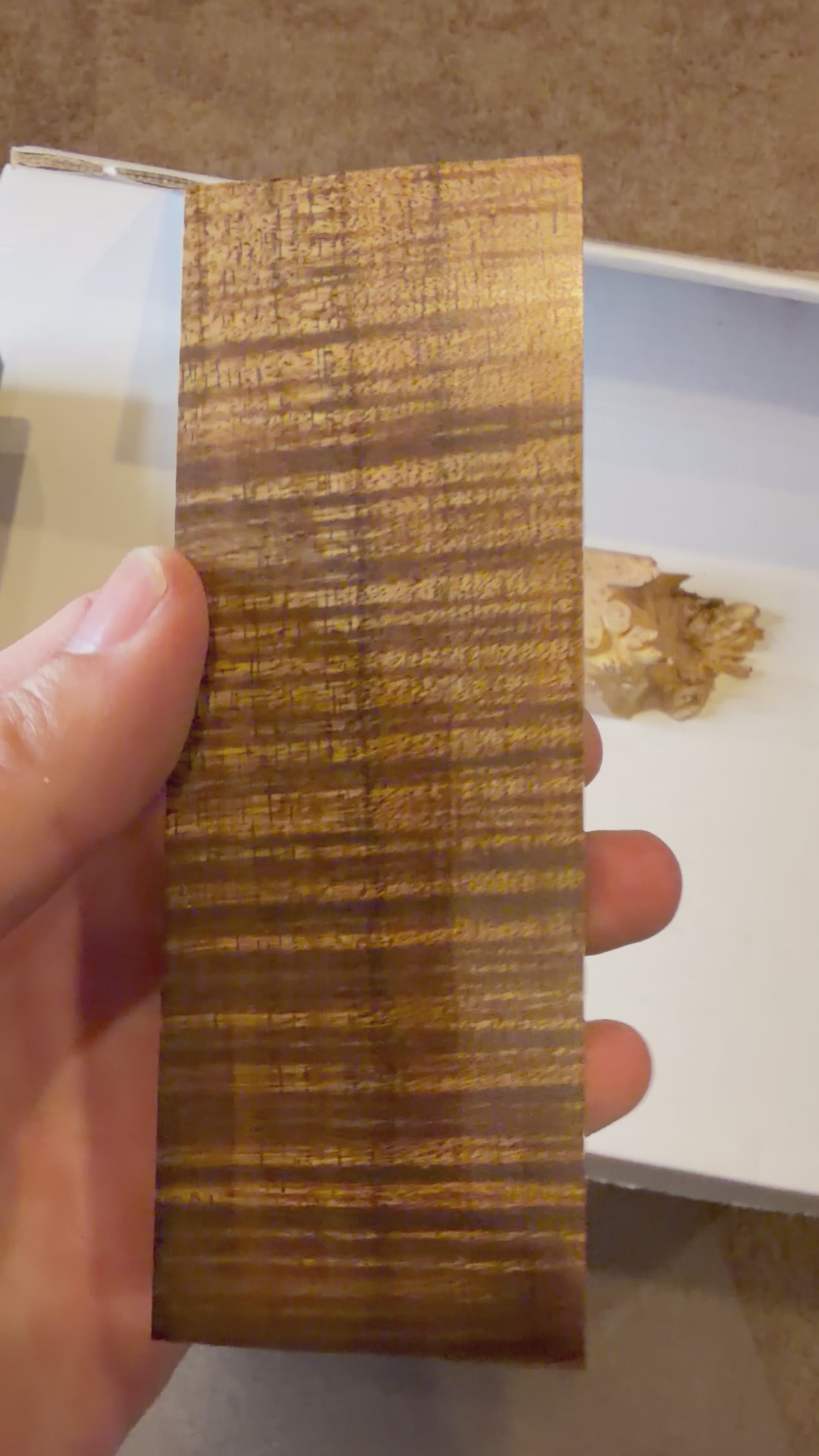 Tasmanian Blackwood | #0501
