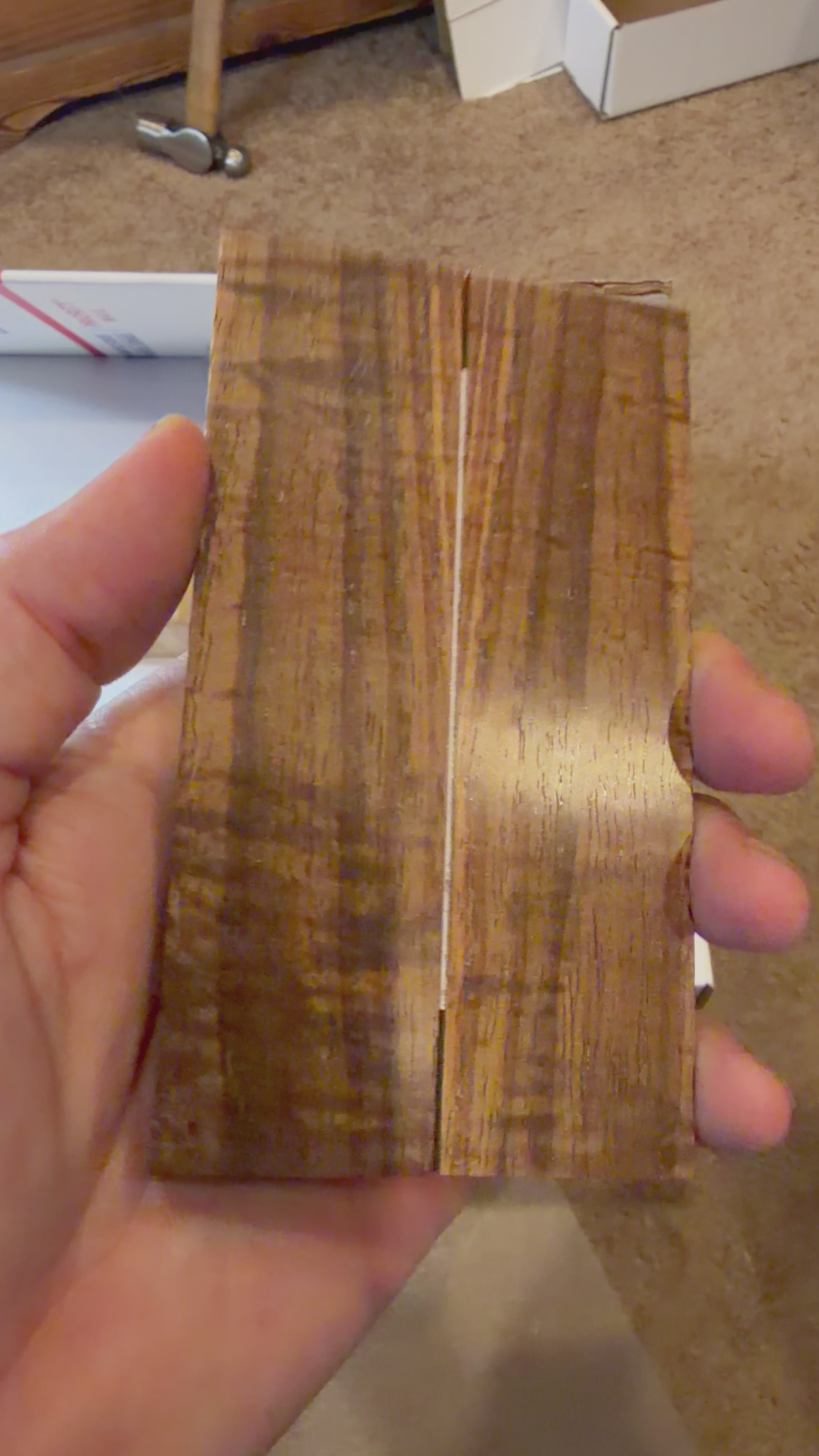 Tasmanian Blackwood | #0454