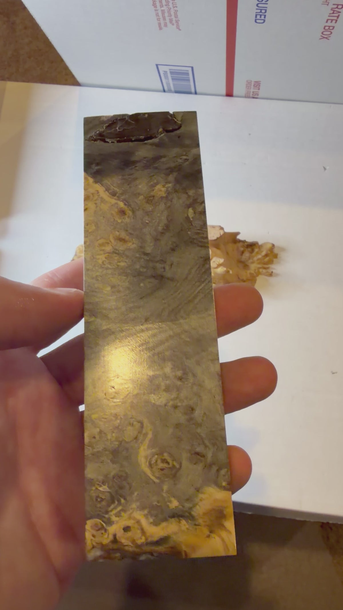 Buckeye Burl | #0626 Discounted