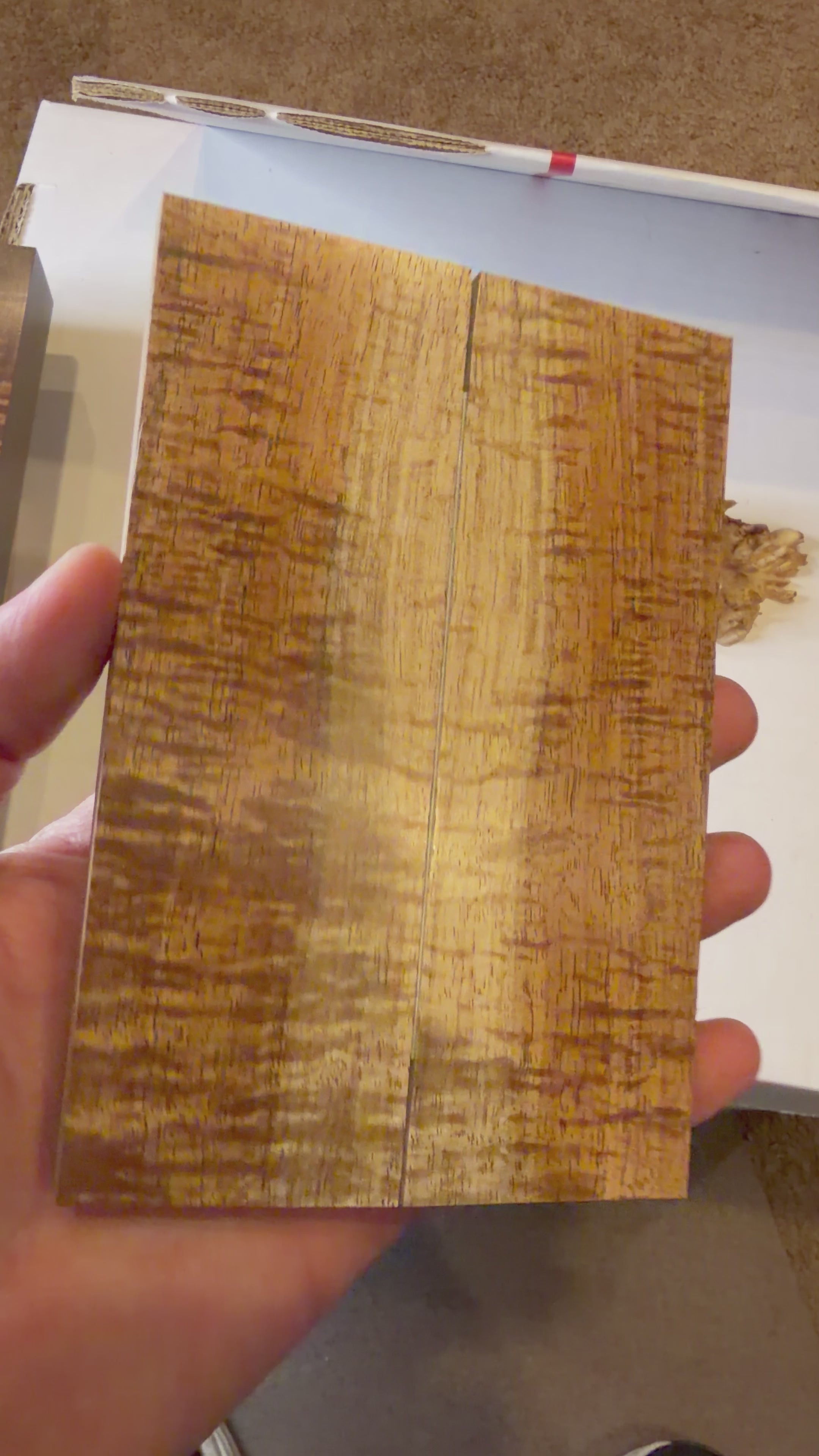 Tasmanian Blackwood | #0500