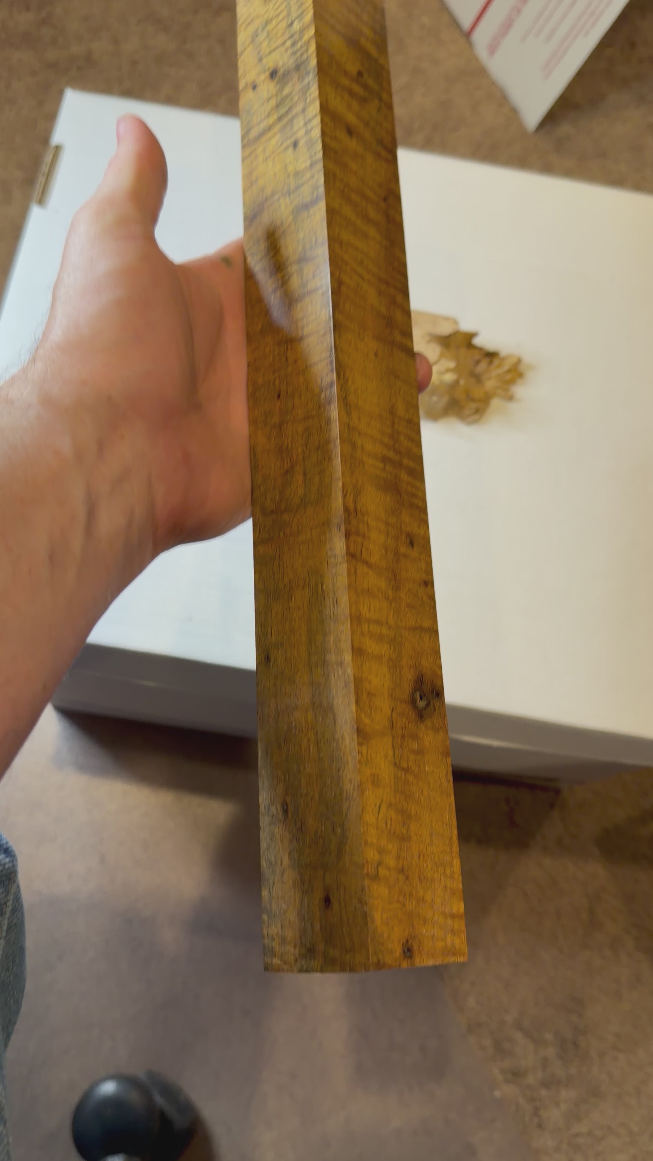 Acacia Cue| #0217