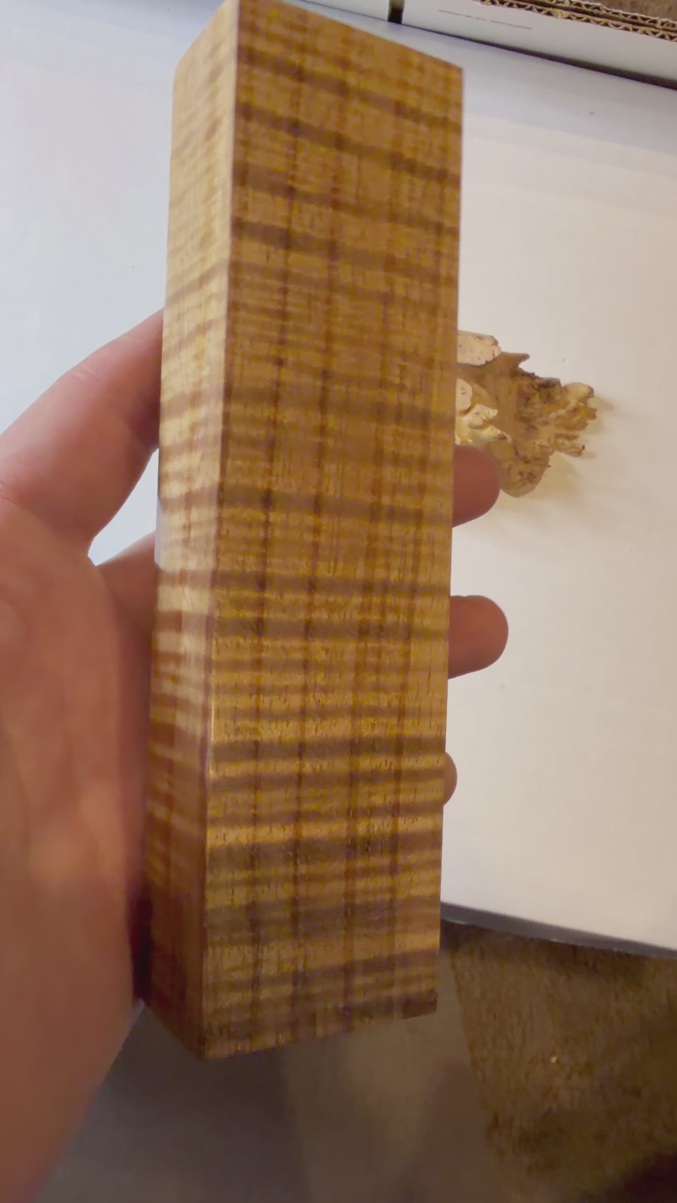 Tasmanian Blackwood | #0393