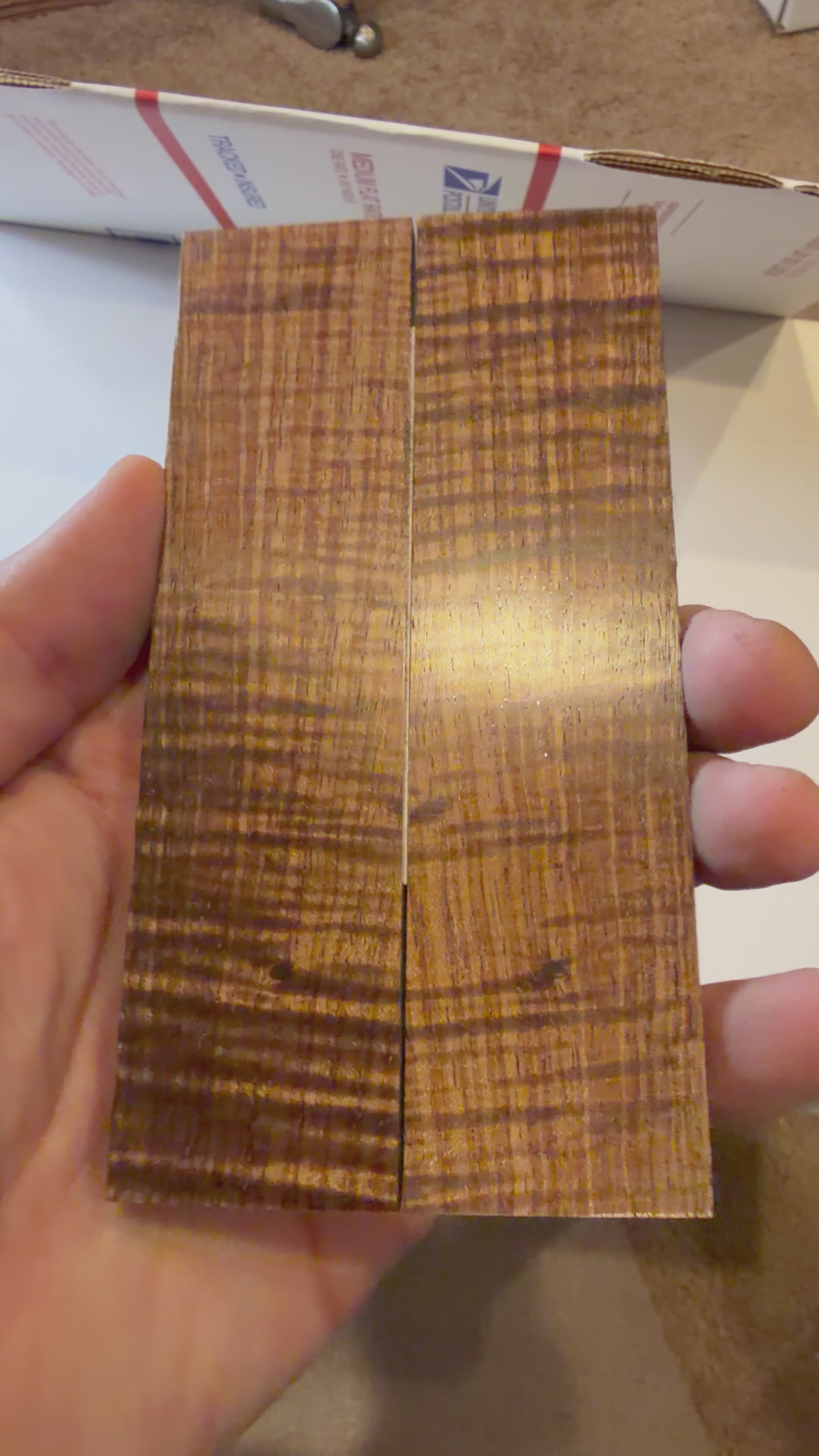Tasmanian Blackwood | #0469