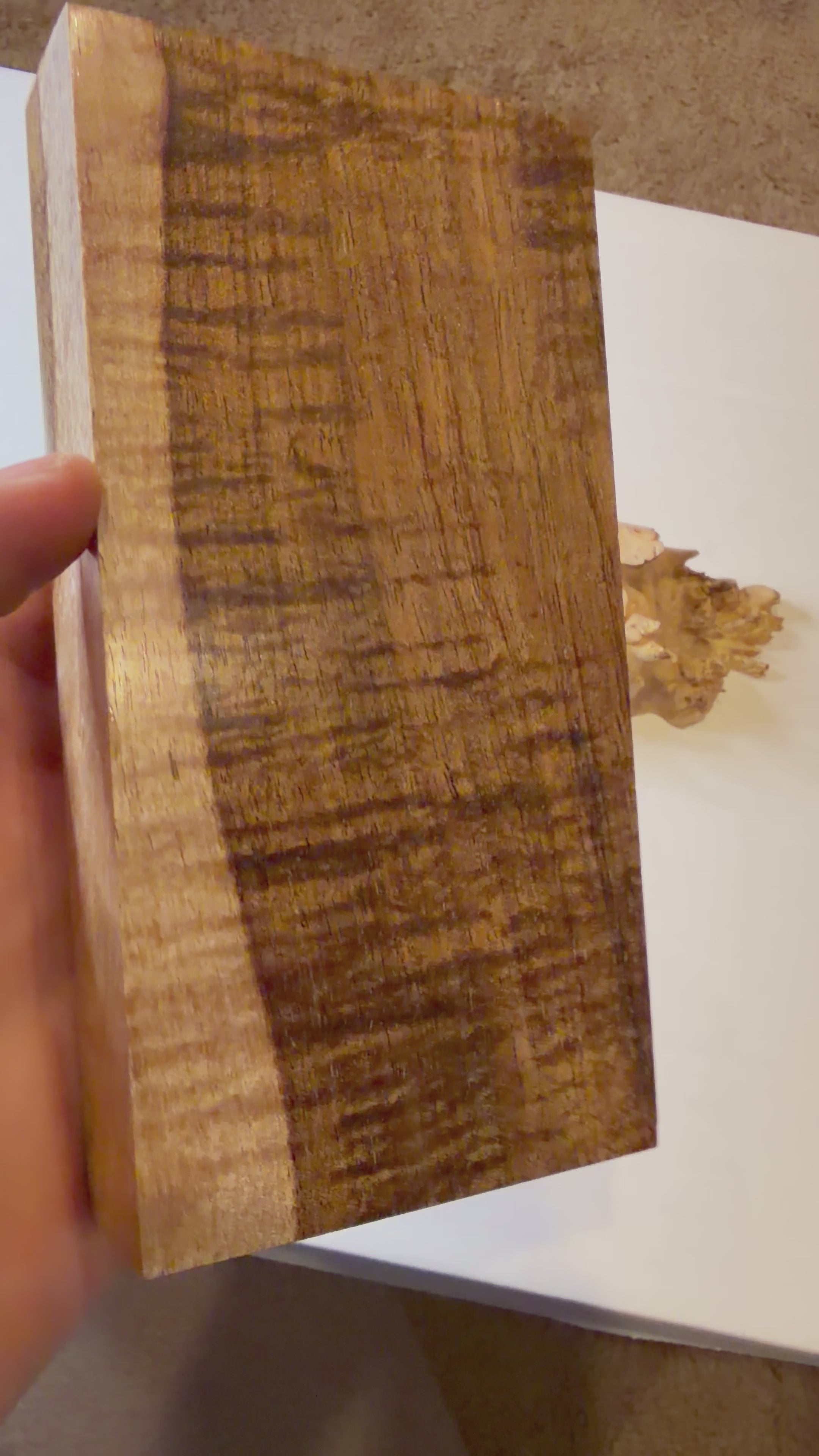 Tasmanian Blackwood | #0256