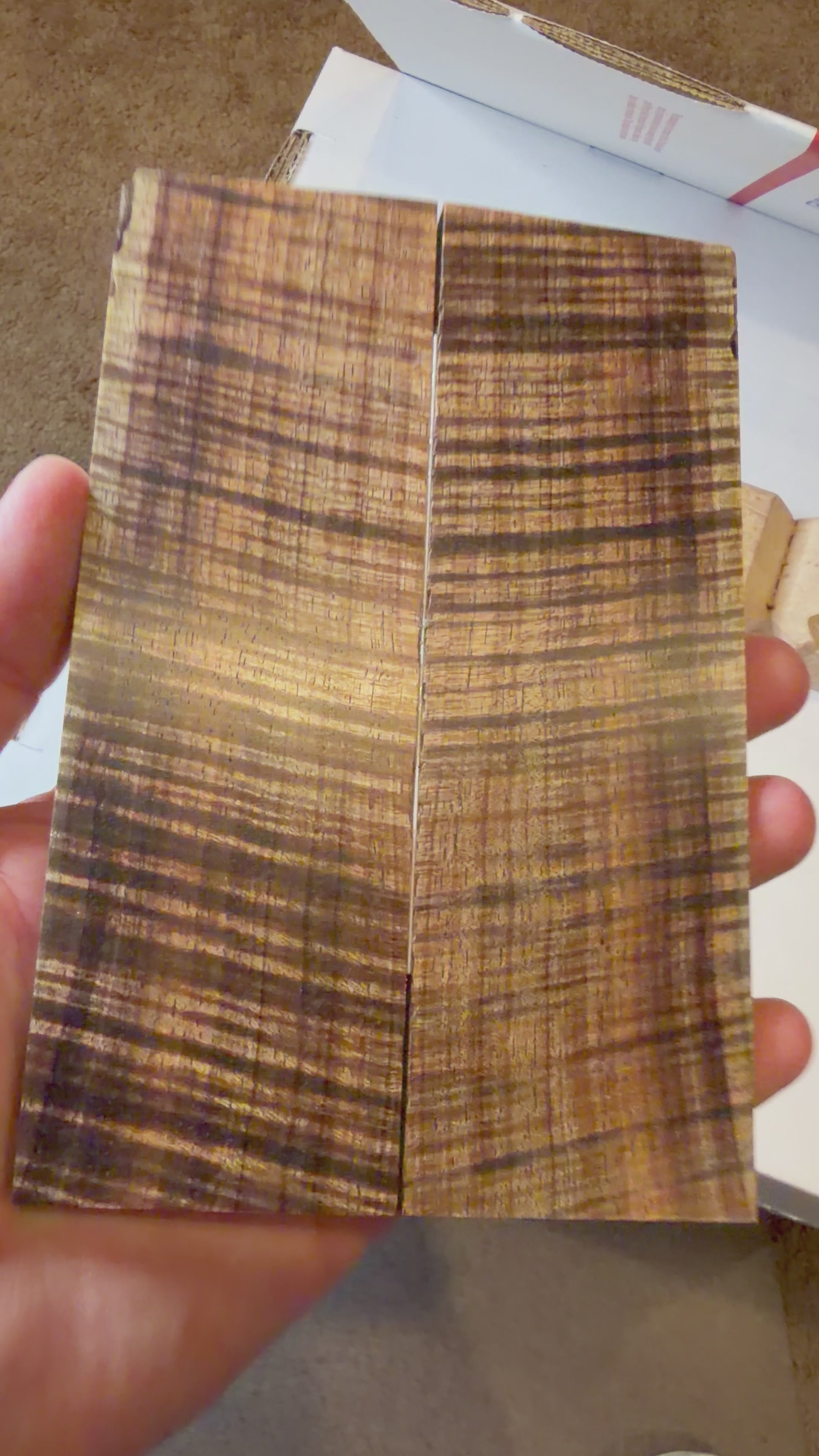 Tasmanian Blackwood | #0481