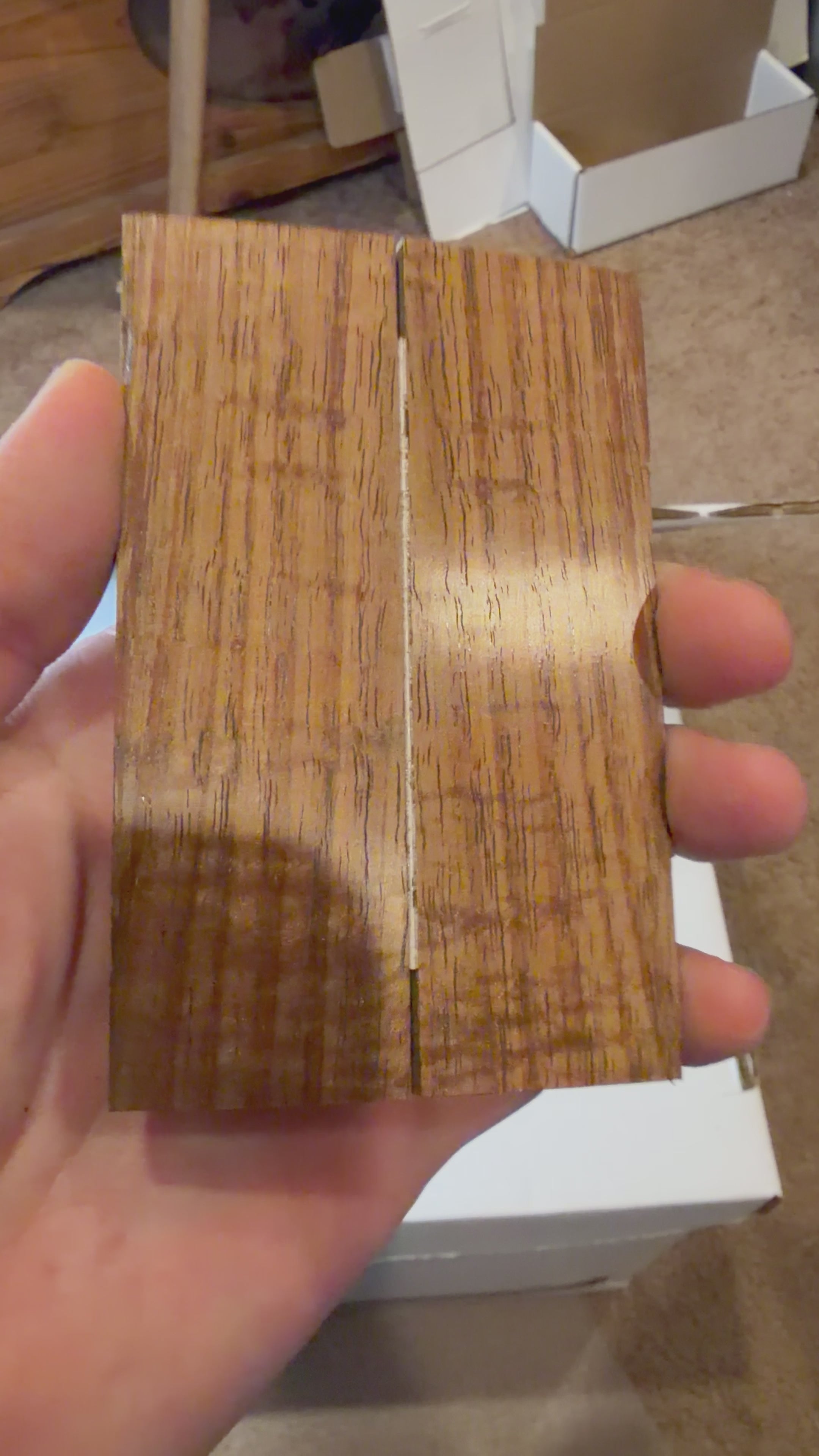 Tasmanian Blackwood | #0458
